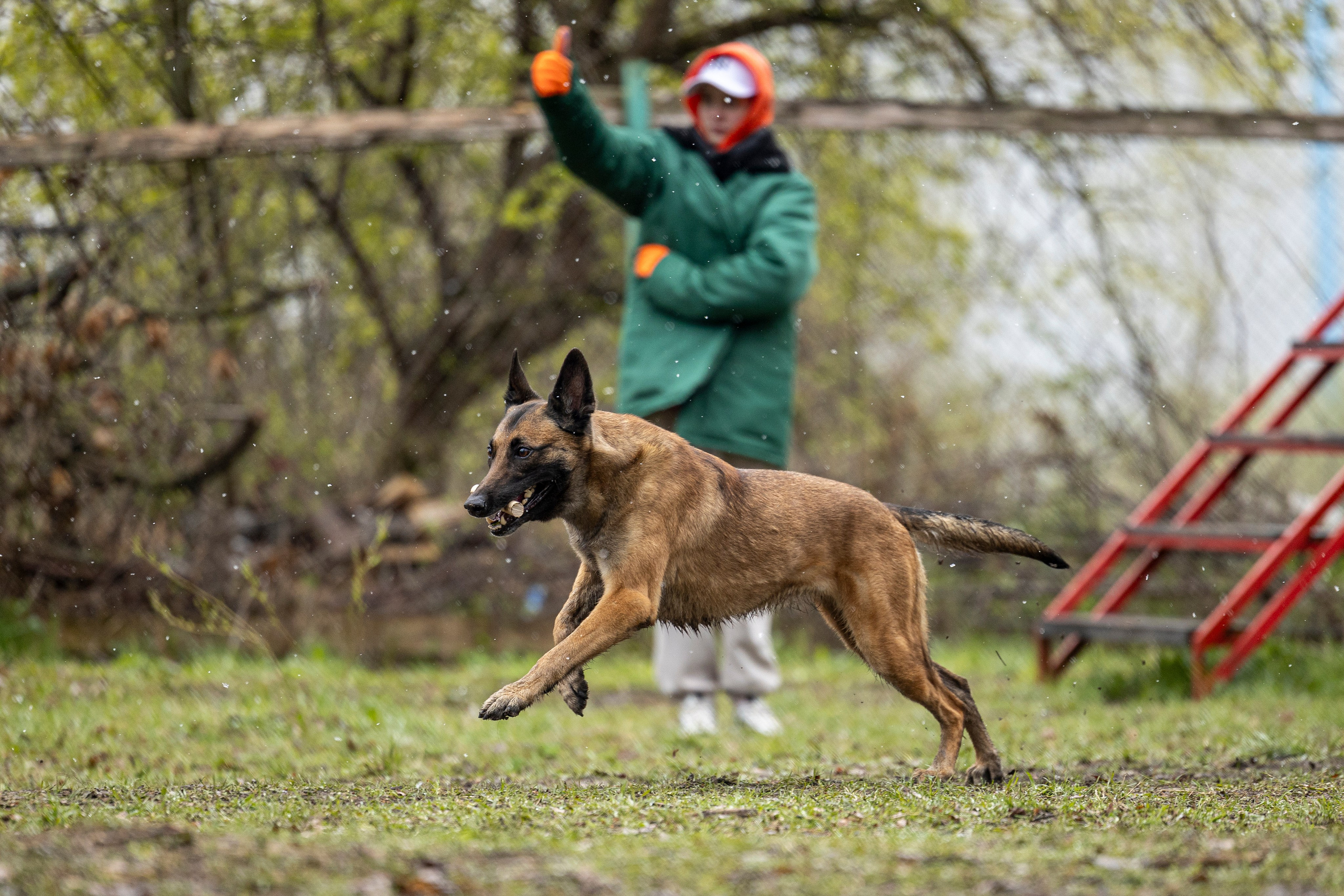 Квалификационные состязания по мондьорингу г. Вологда 11.05.24. Фотограф-анималист Анна Маринич