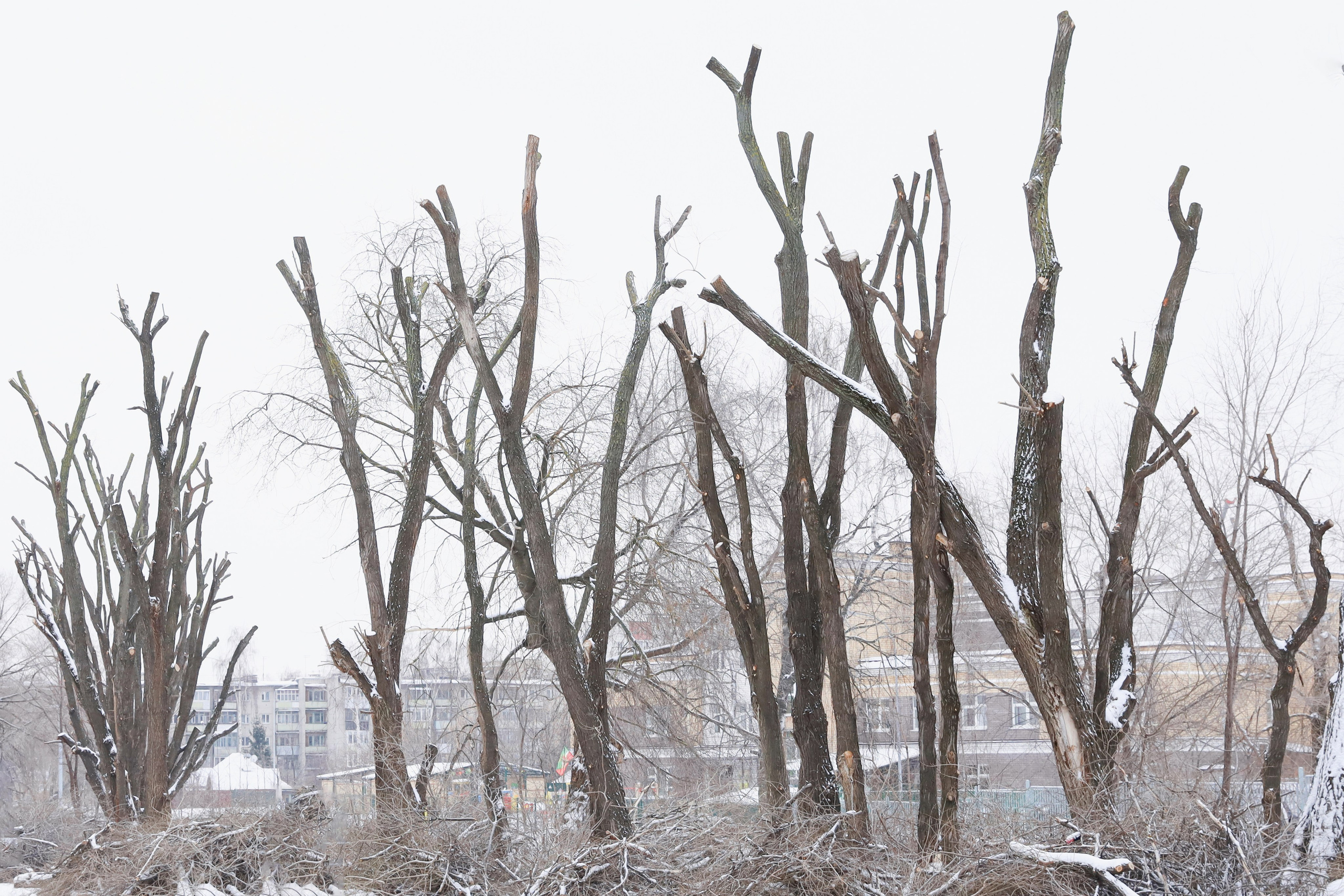 Кронирование. Главная