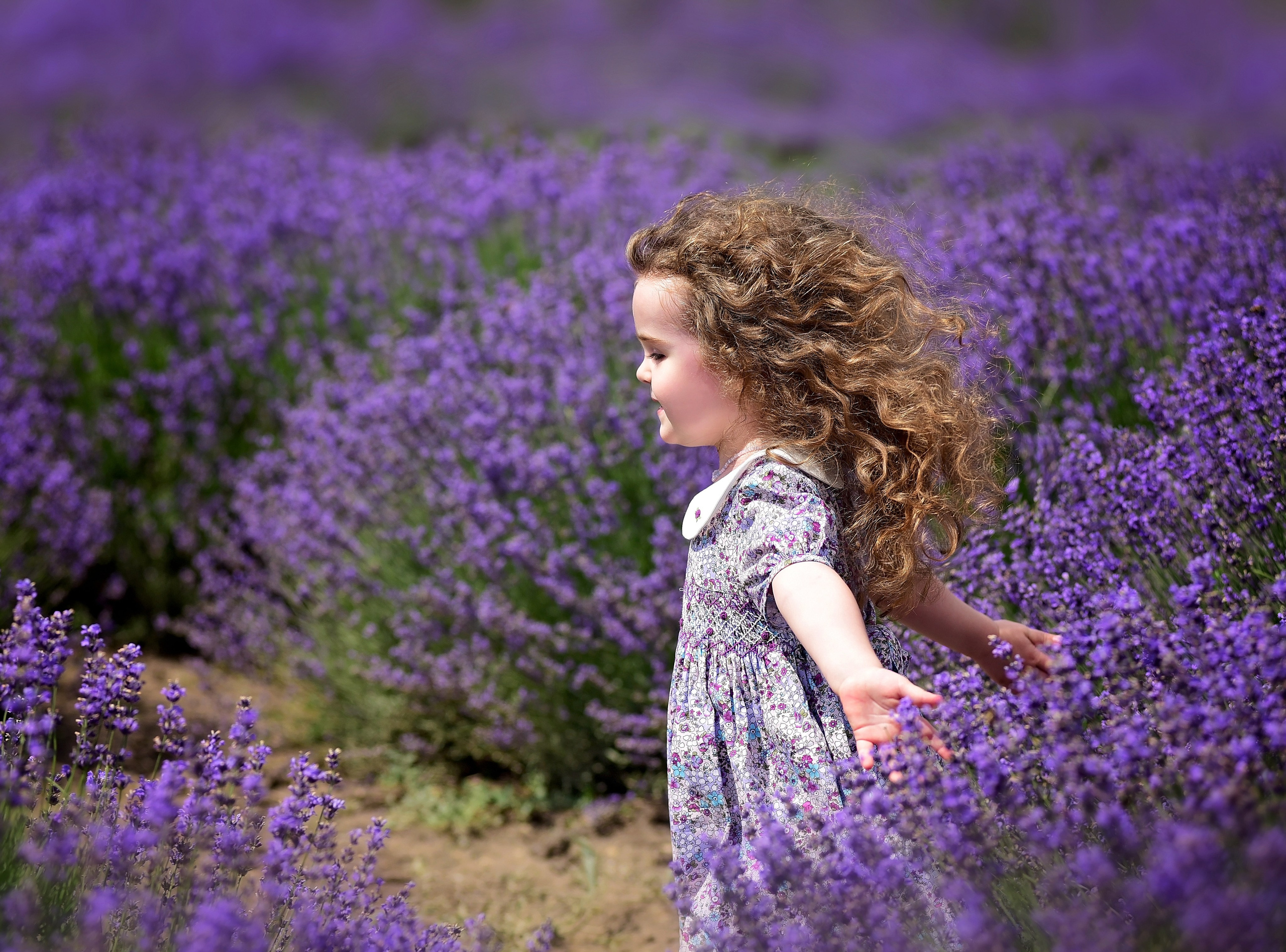 Лаванда. Главная