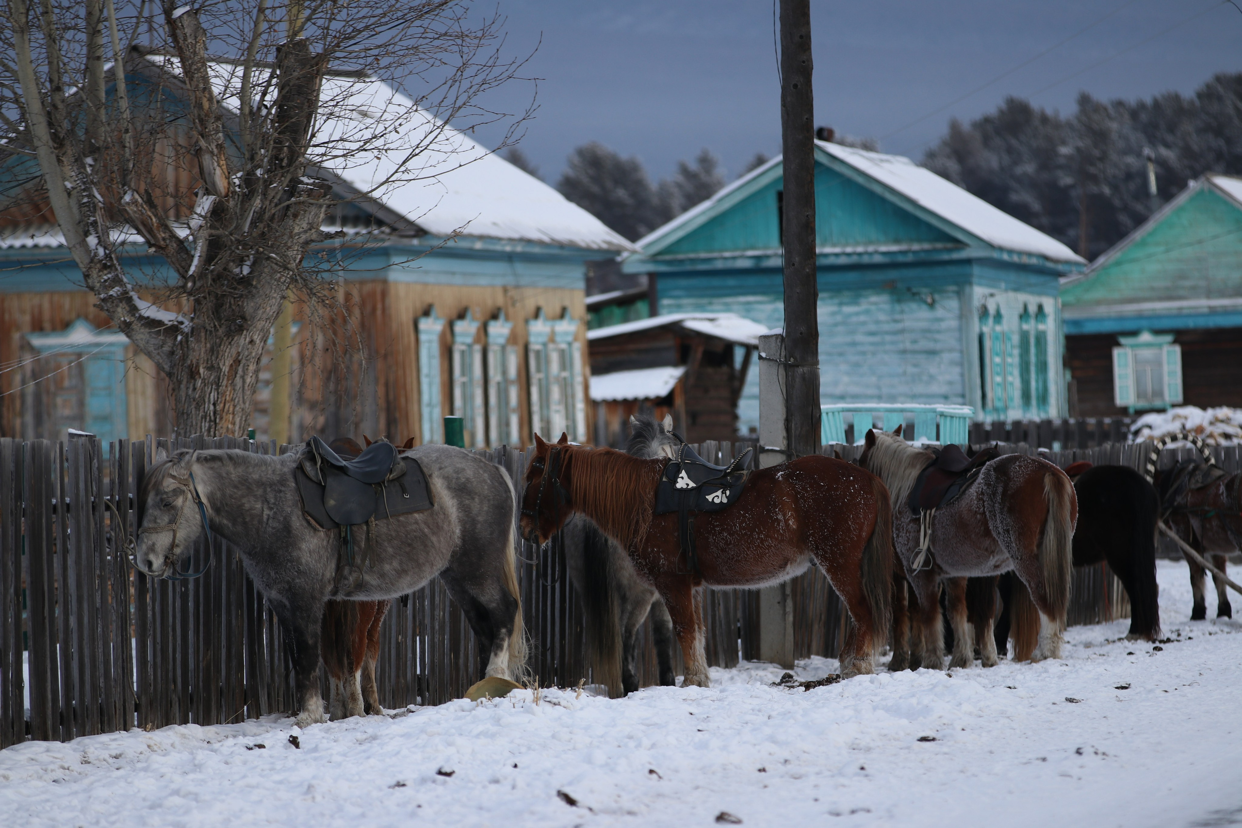 Аршан. Январь 2024. Путешественник-фотограф из Санкт-Петербурга Татьяна Свистулина