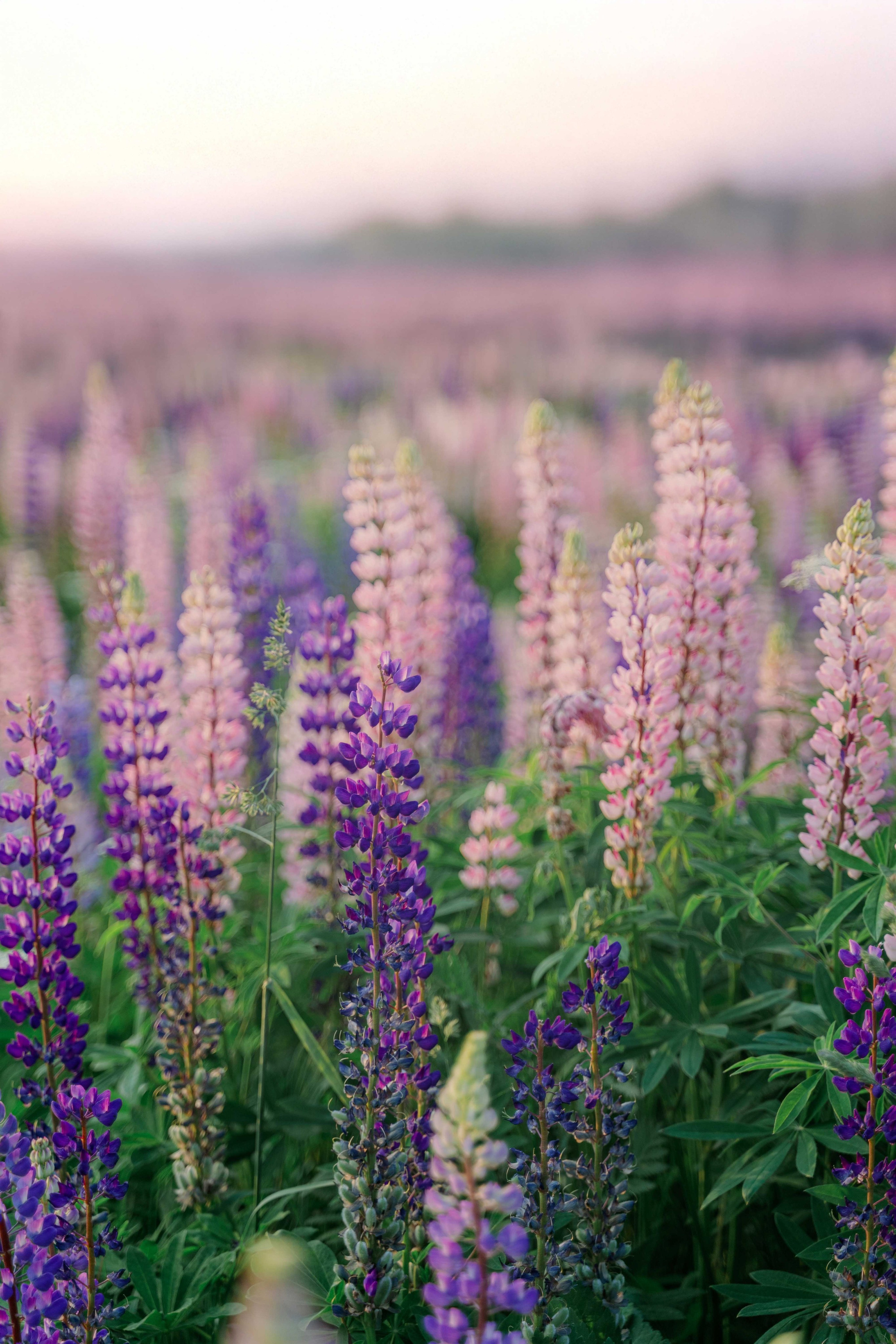 Наташа и люпины. Фотограф и видеограф в Москве и Абу Даби Мария Кулагина