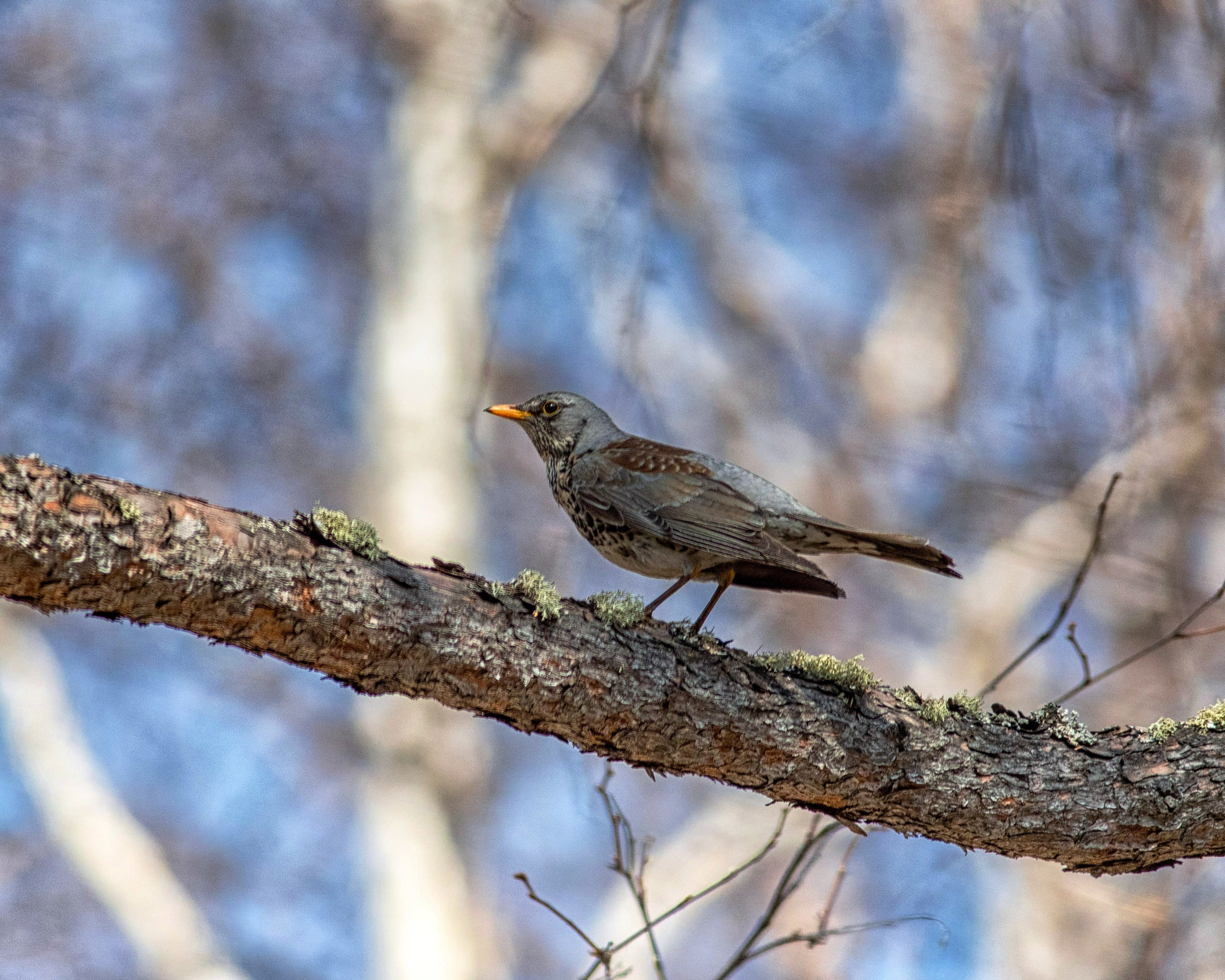 ПРИРОДА. Слепки времени. Фотографии природы и событий. Москва. Сергей Аллагулов