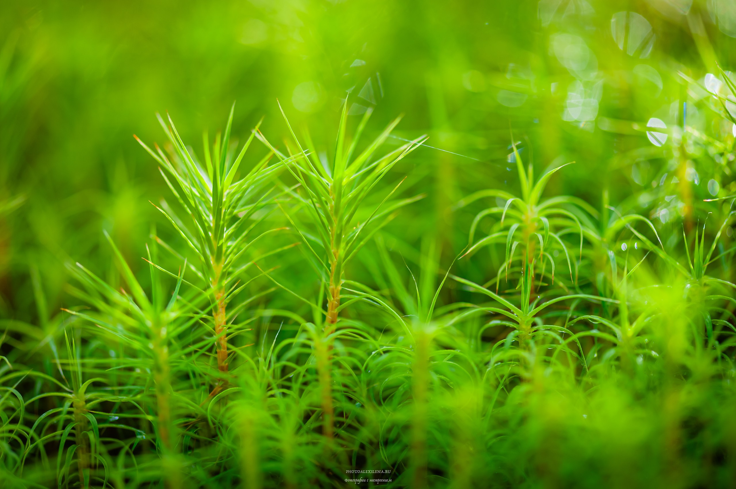Все оттенки зелёного. Авторские стильные фотокартины
