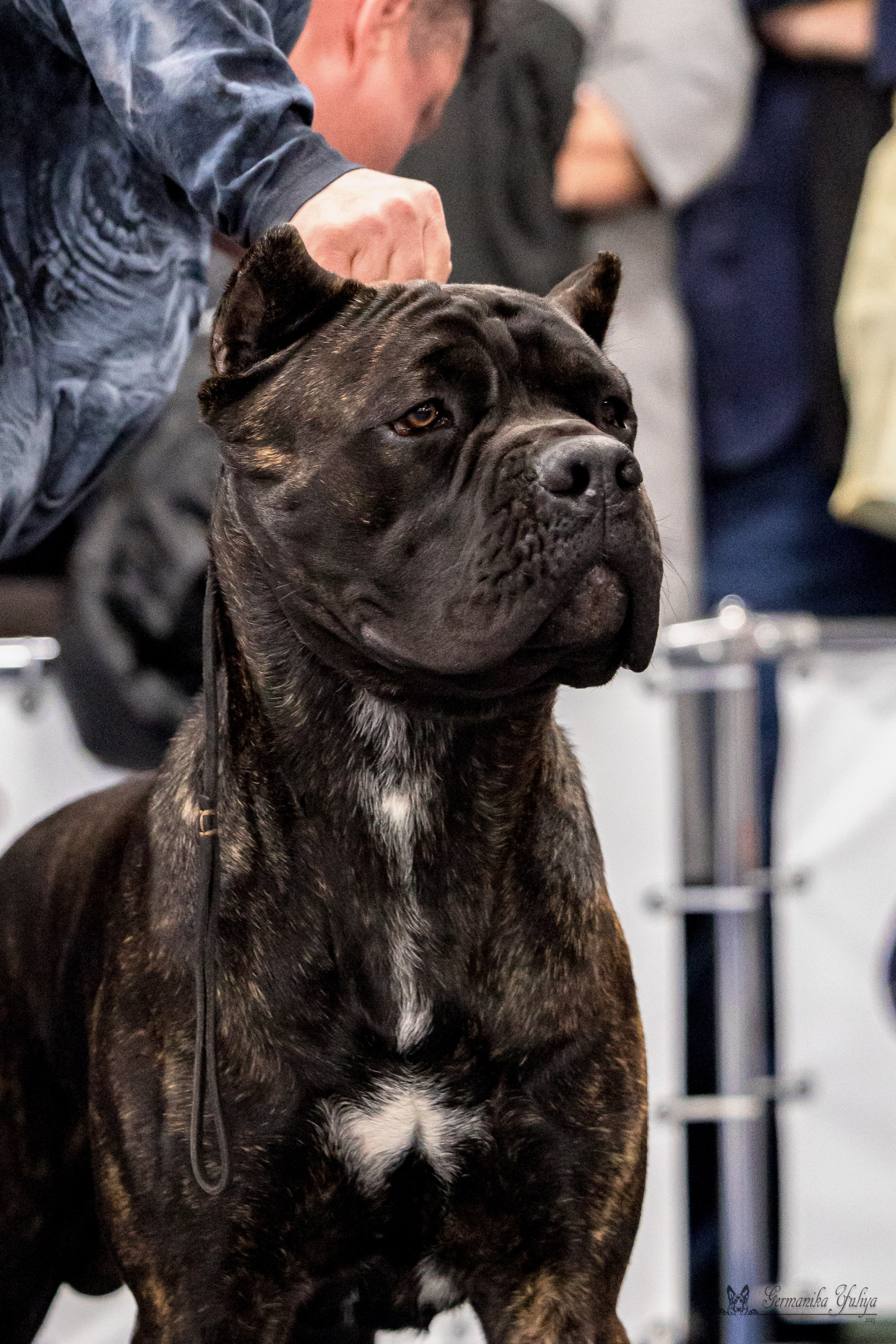 Сфера 29.10,Крокус 4.11,Сфера 12.11.2023. Фотограф-анималист Юлия Германика