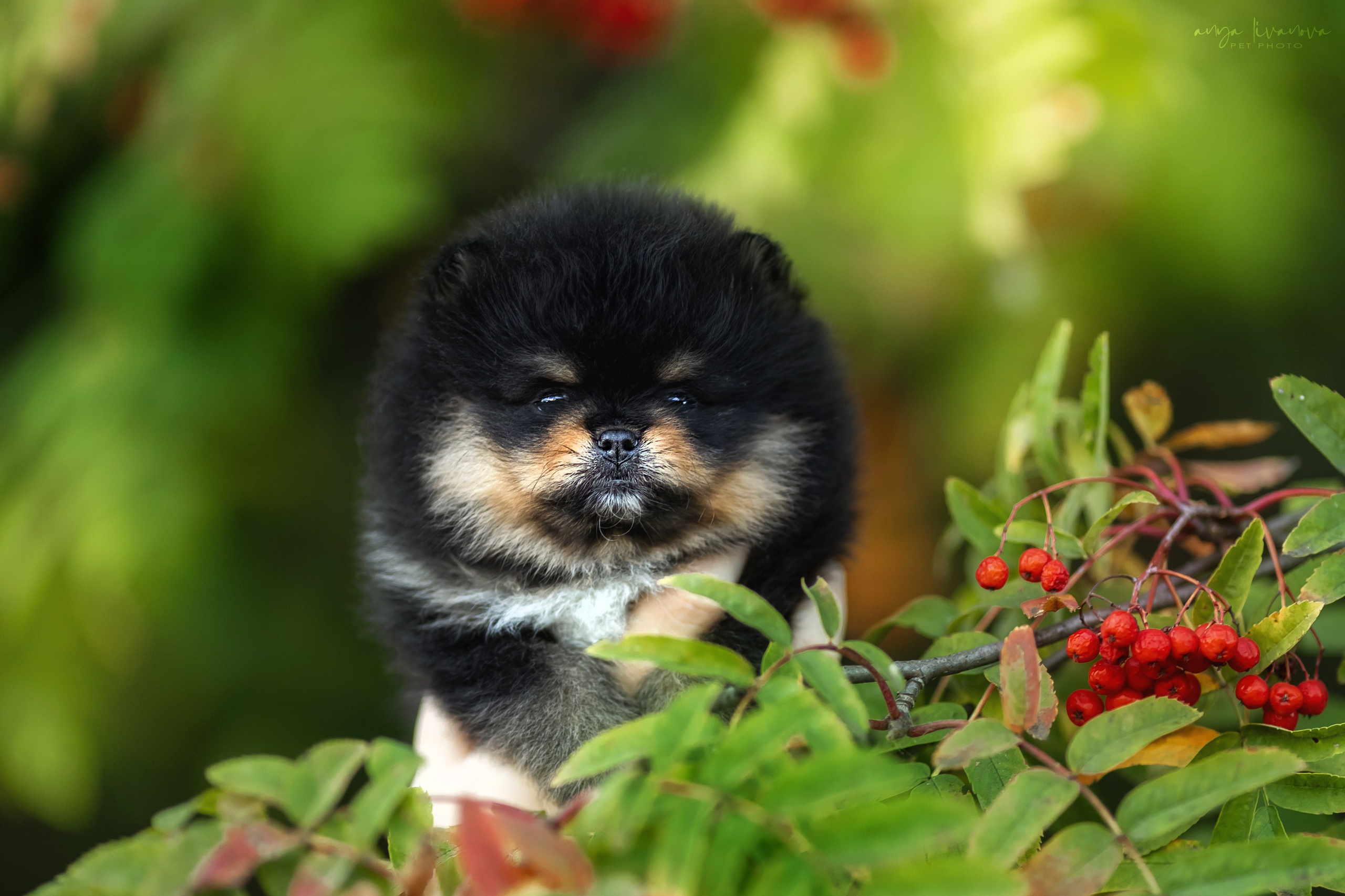 Шпицы. Фотограф анималист Аня Ливанова | Рыбинск