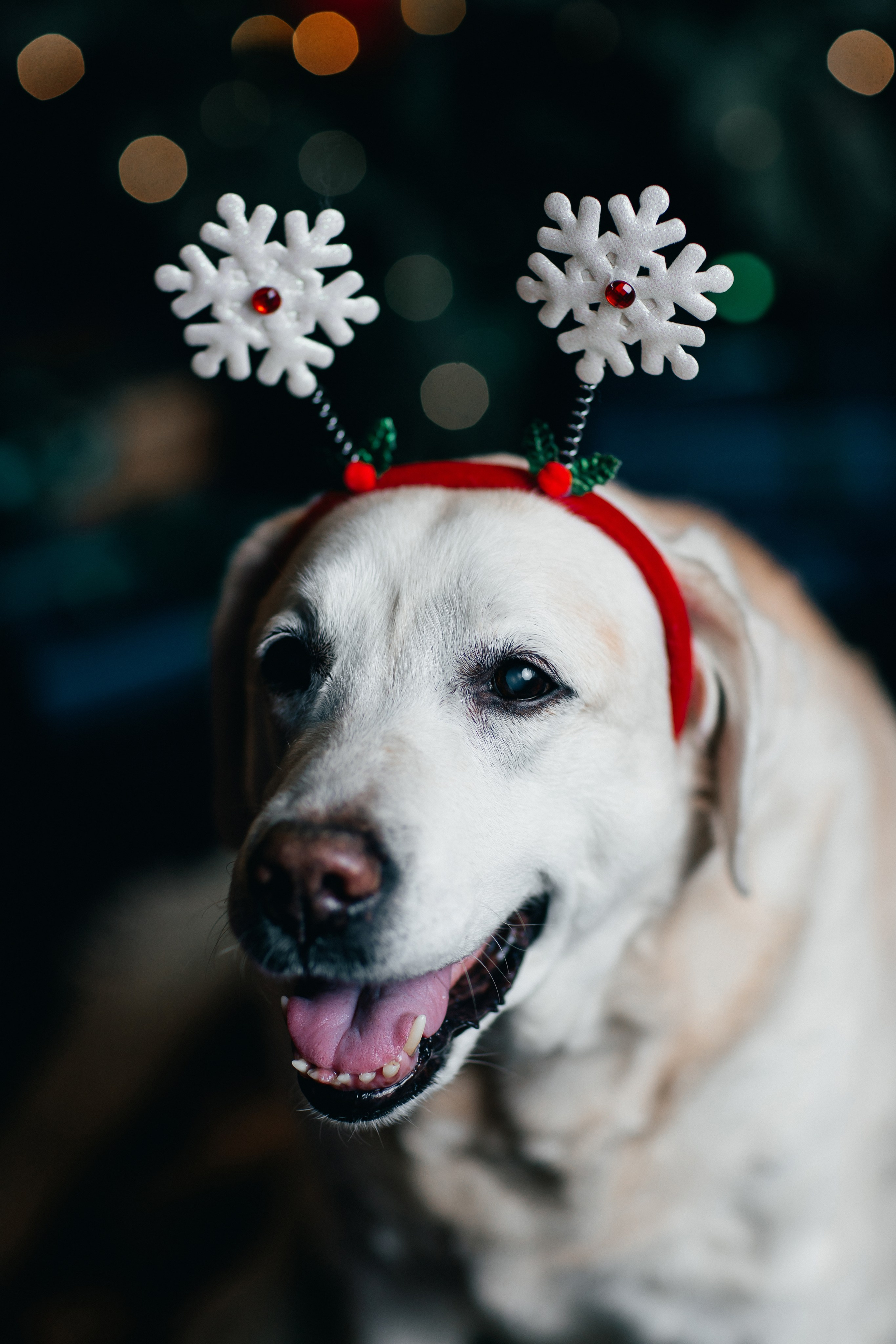 Новогодние фотопроекты. Свадебный и семейный фотограф в Нижнем Новгороде и Москве Сергей Полян