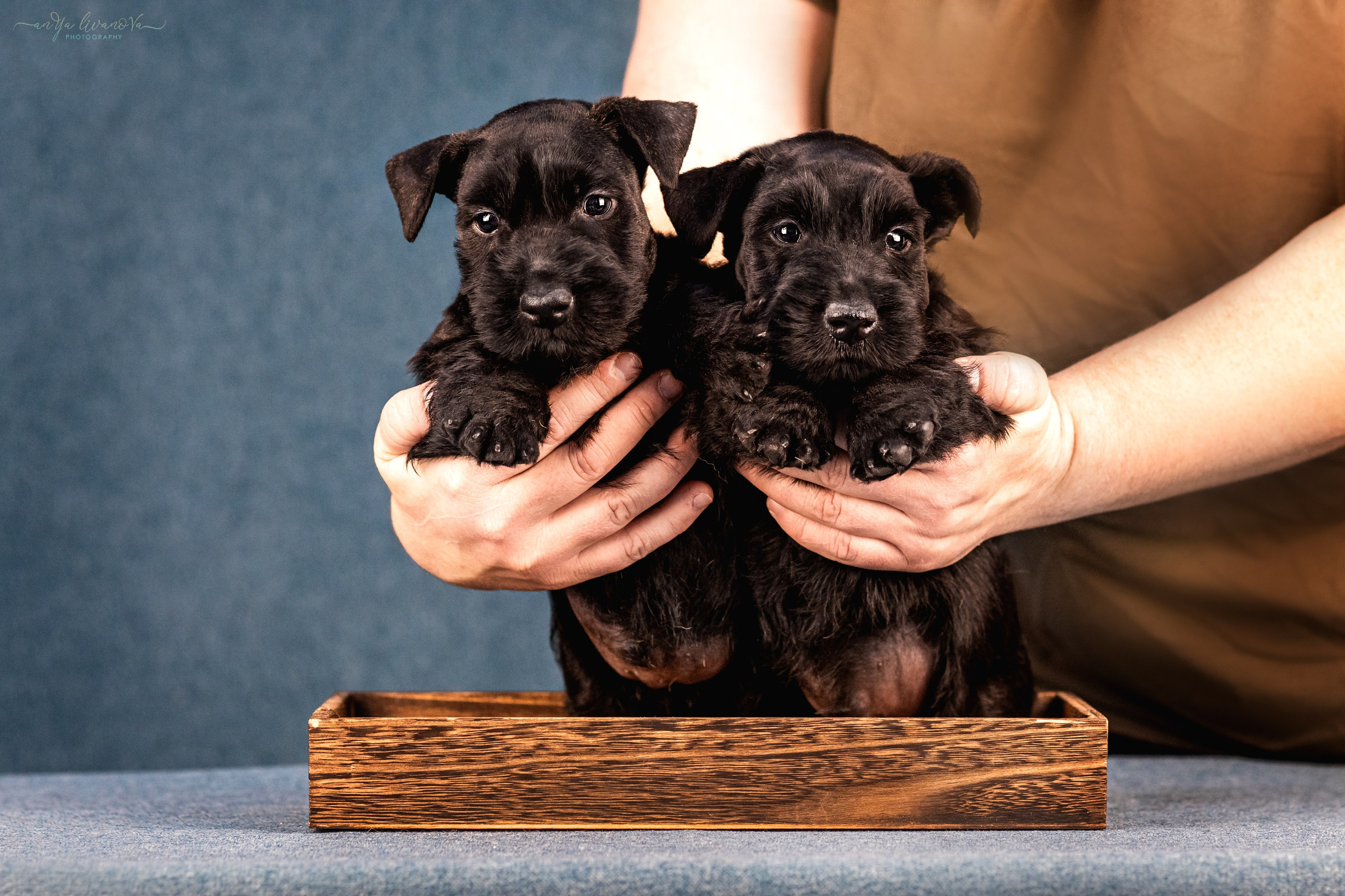 Скотти. Фотограф анималист Аня Ливанова | Рыбинск