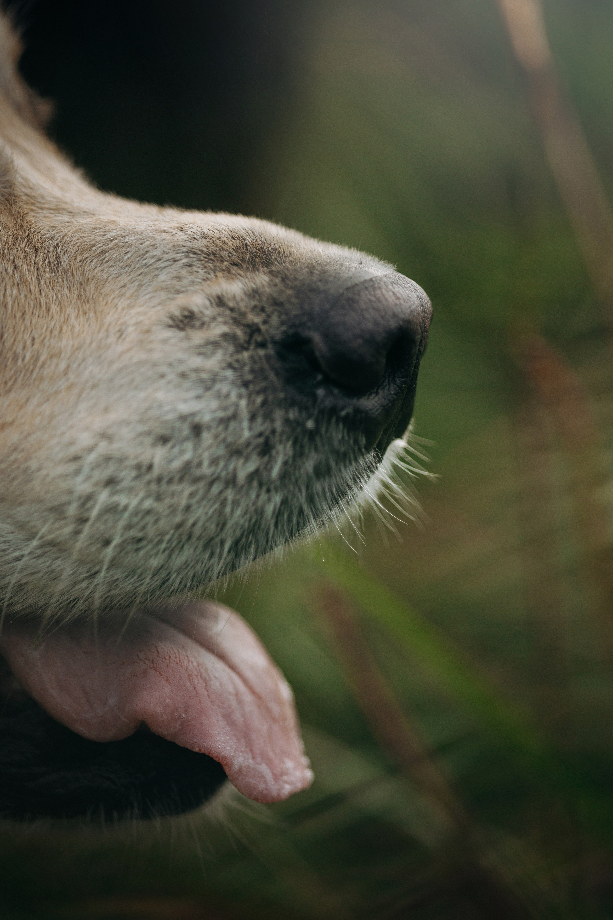 Лёва и его семья. Фотограф — Анималист | Санкт-Петербург