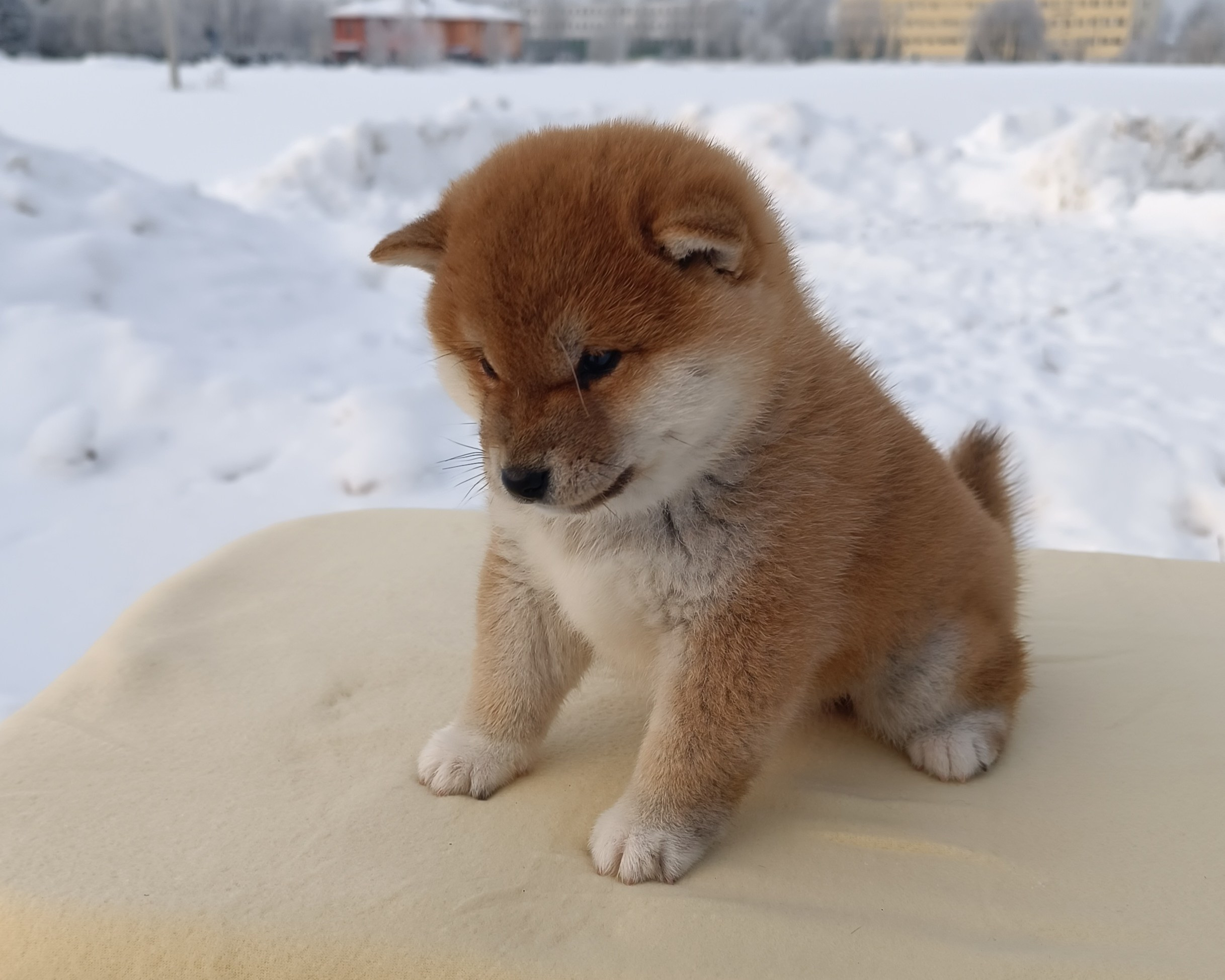 сиба питомник Рубилайт щенки на продажу rubylight  сиба щенки купить СПб Санкт-Петербург 