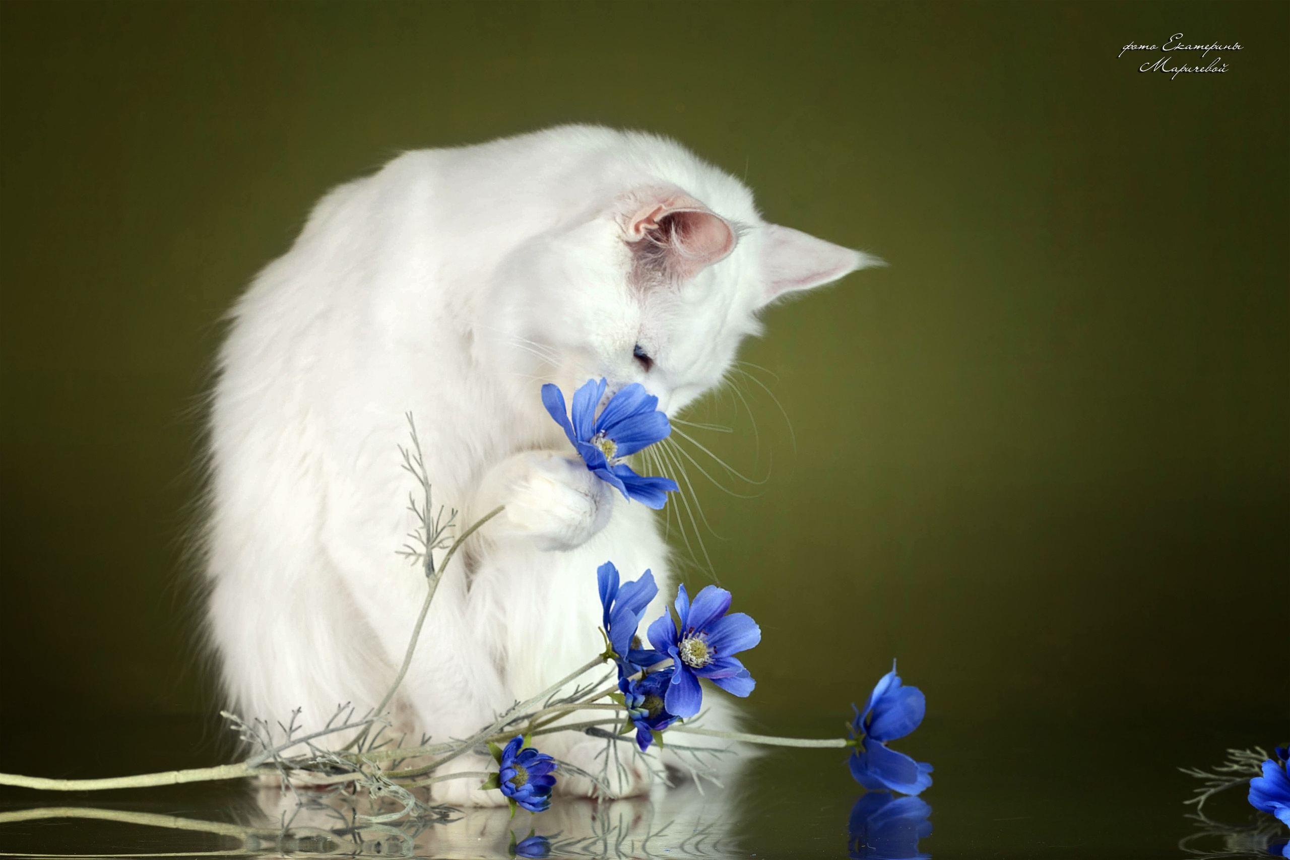 Стендовая съёмка на выставках кошек. Фотограф-анималист в Омске Екатерина Маричева