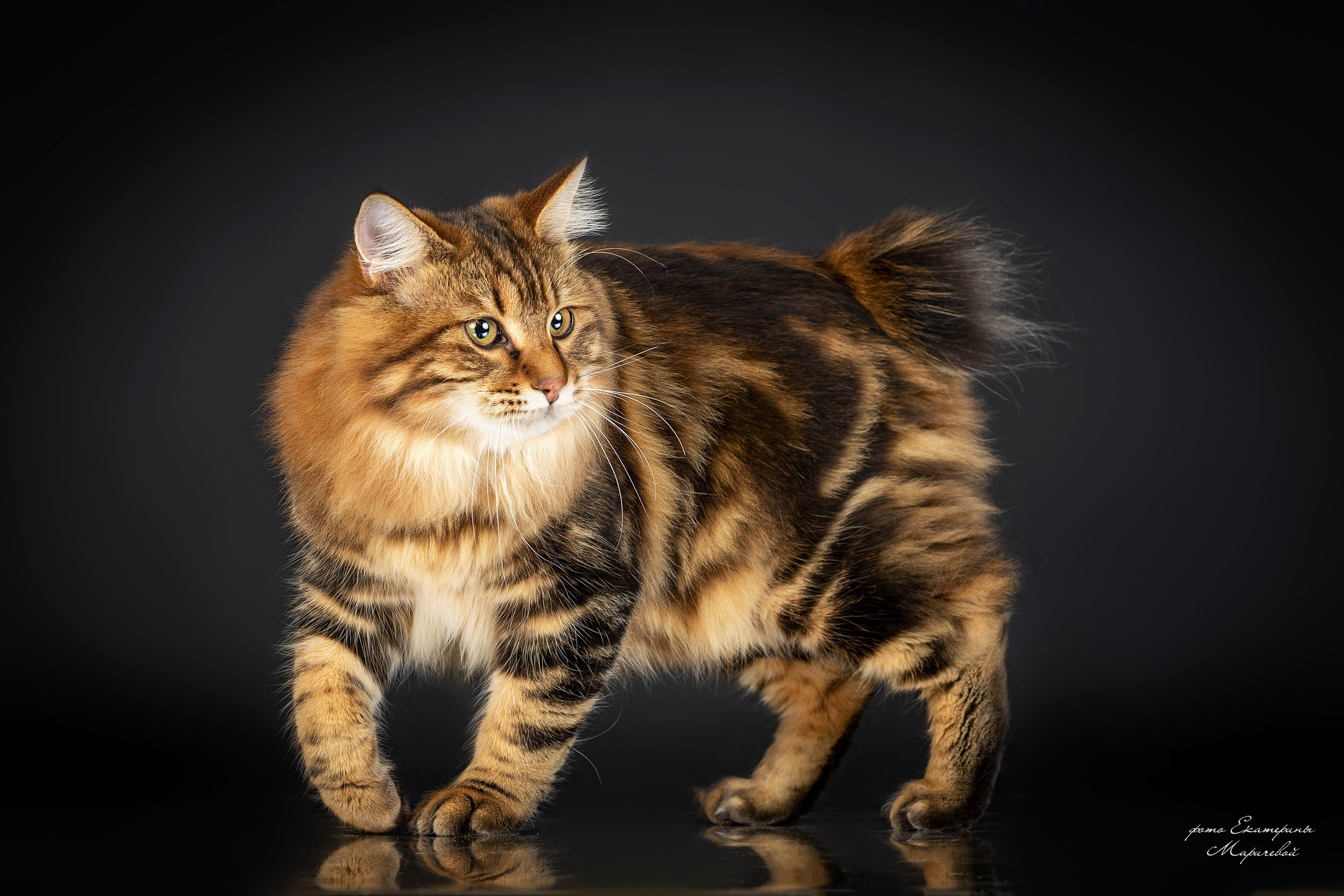 Стендовая съёмка на выставках кошек. Фотограф-анималист в Омске Екатерина Маричева