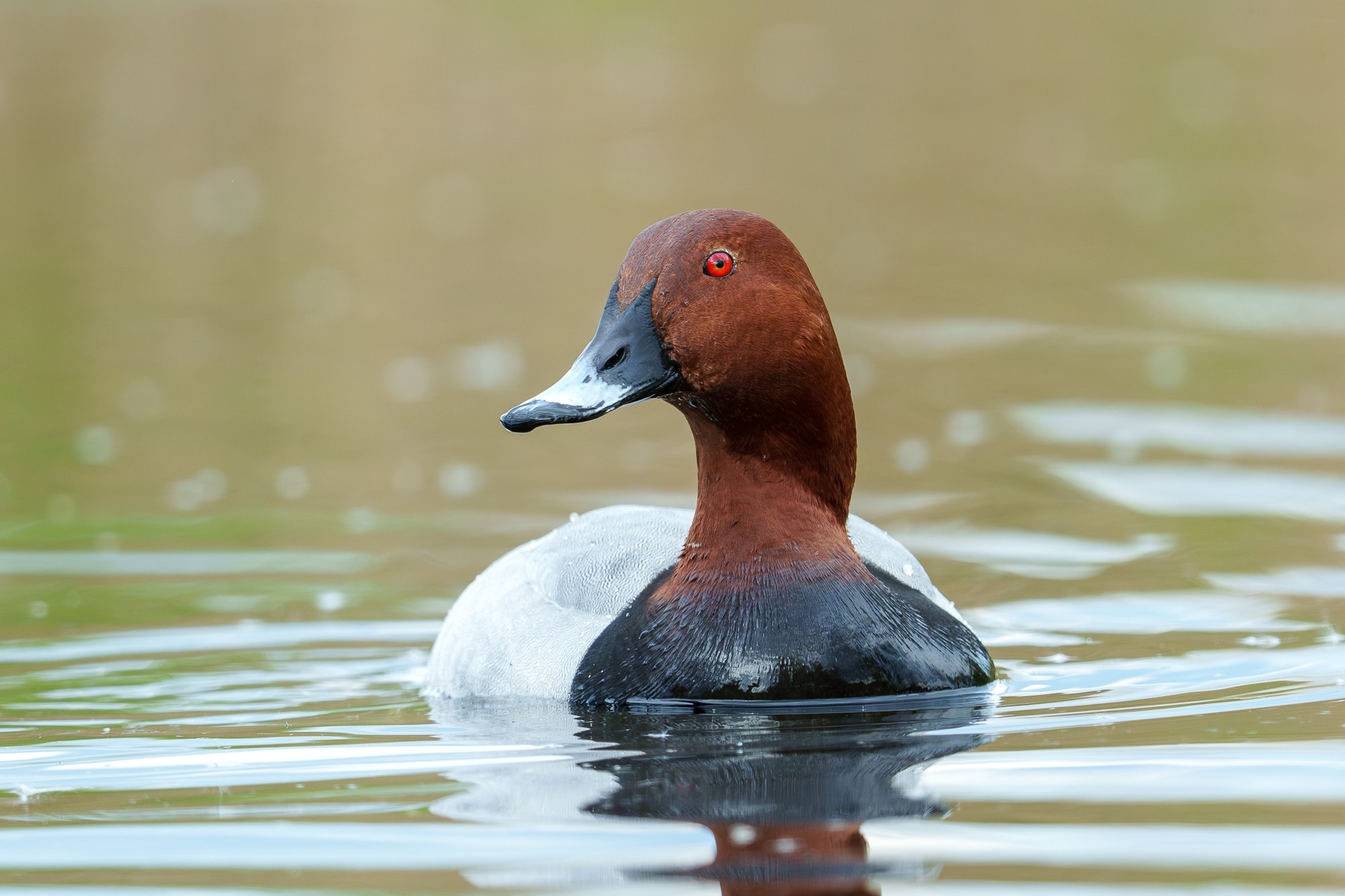 Удивительные мир птиц. Вокруг нас столько прекрасного — присмотритесь!. Ваш личный фотограф Марина Волкова