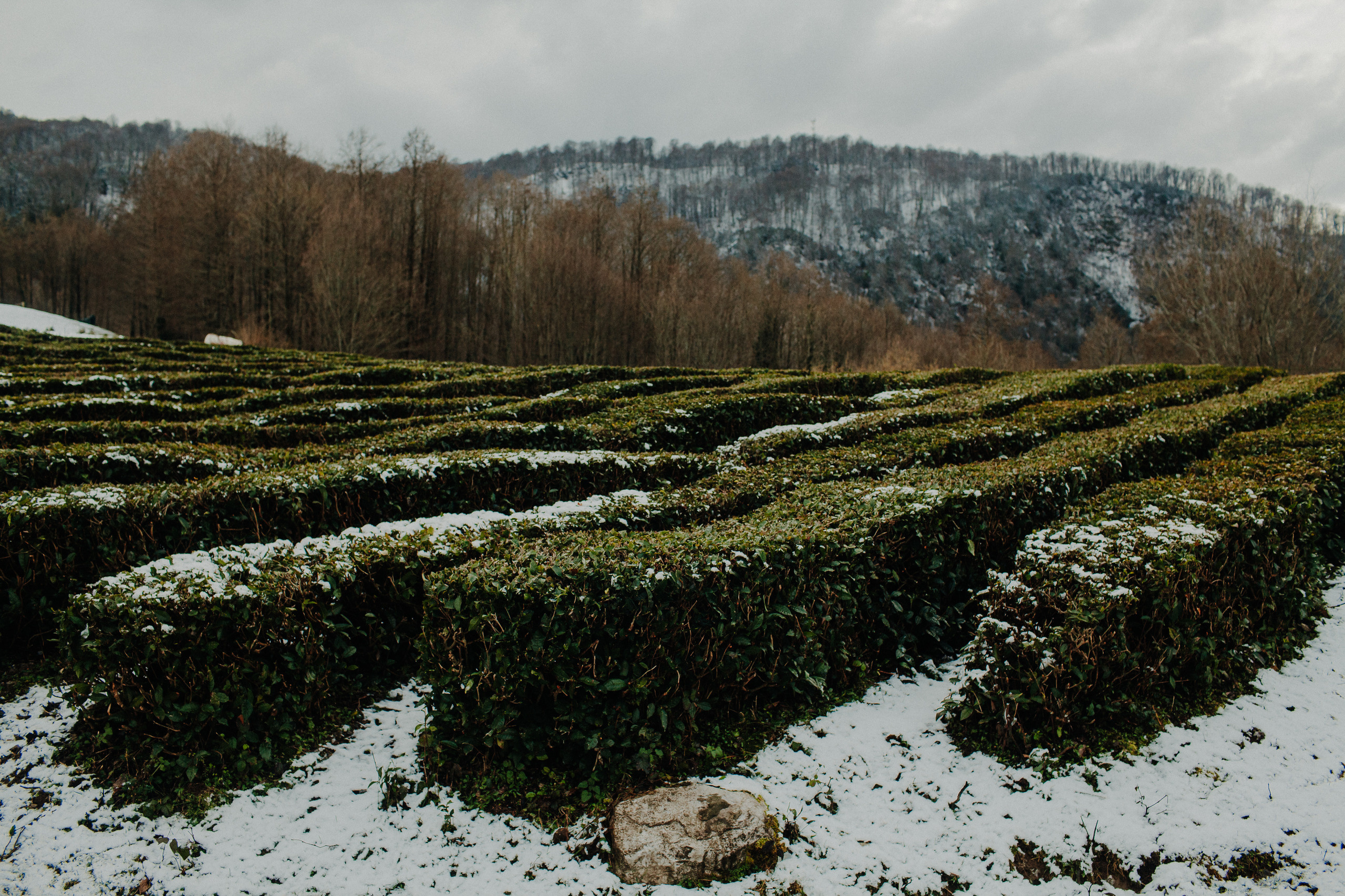MARINA & OLEG. Фотограф Анна Гребенник