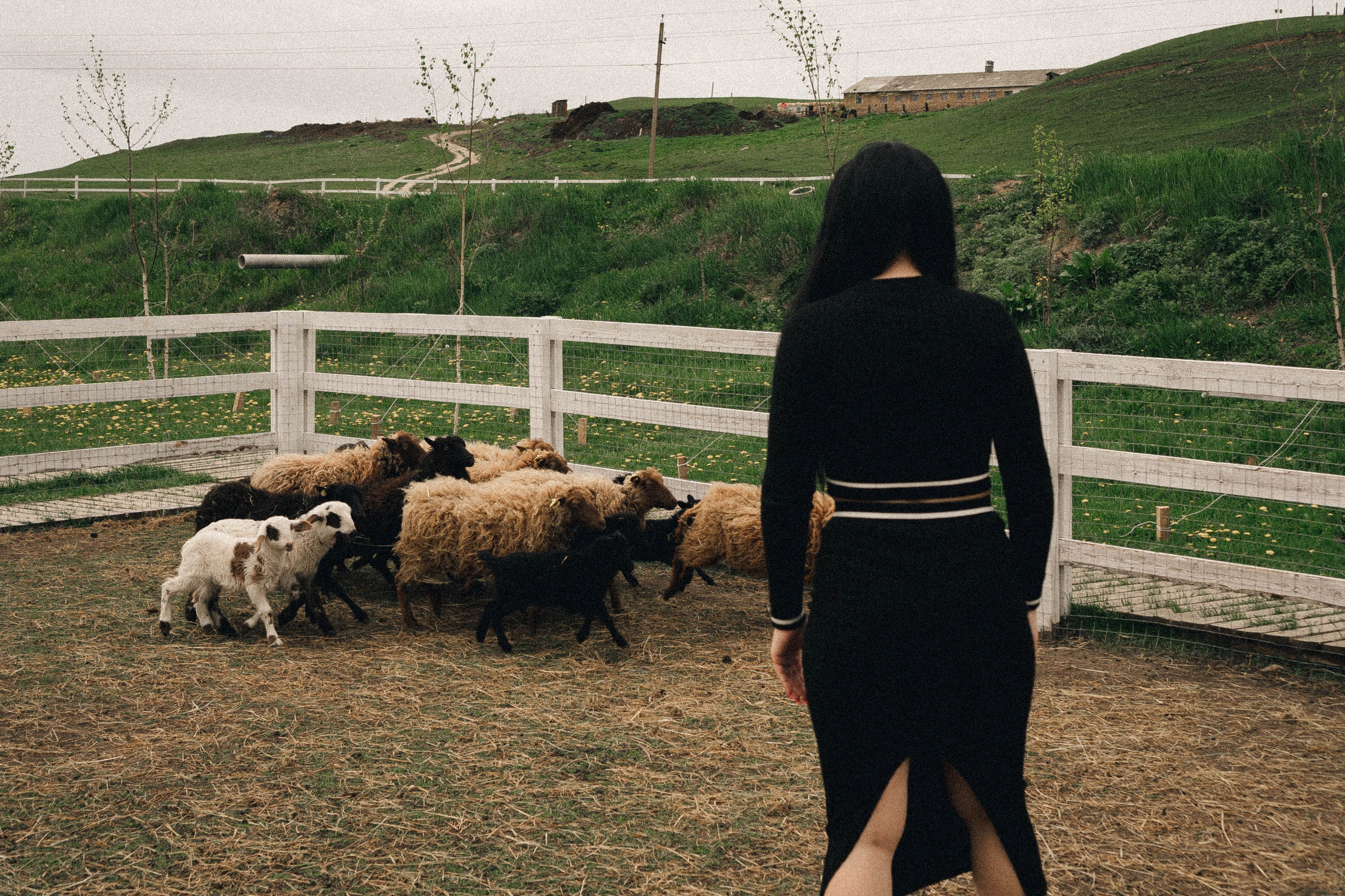 Ферма Альпак. Профессиональный фотограф, Санкт-Петербург — Виктория Богомолова