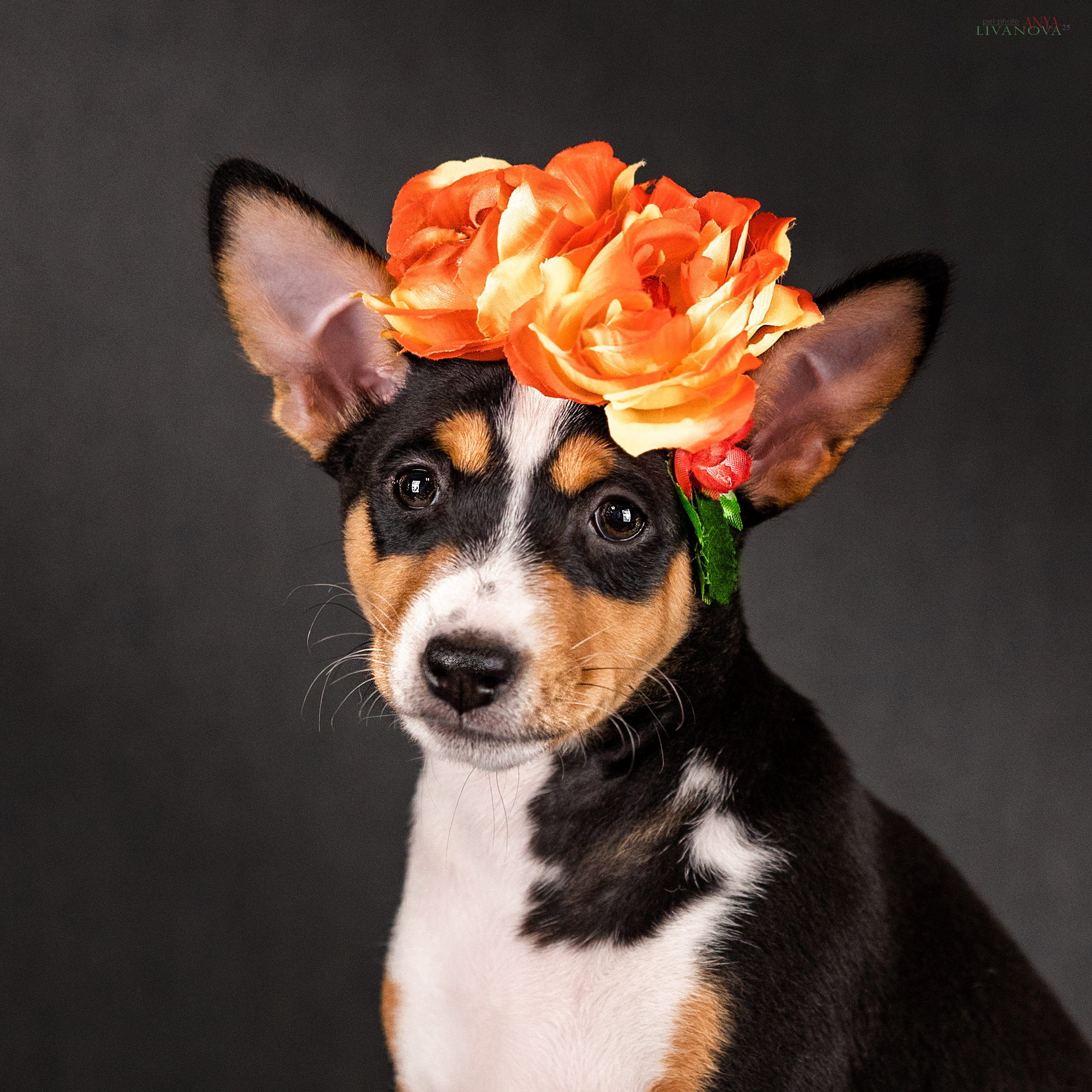 Басенджи. Фотограф анималист Аня Ливанова | Рыбинск