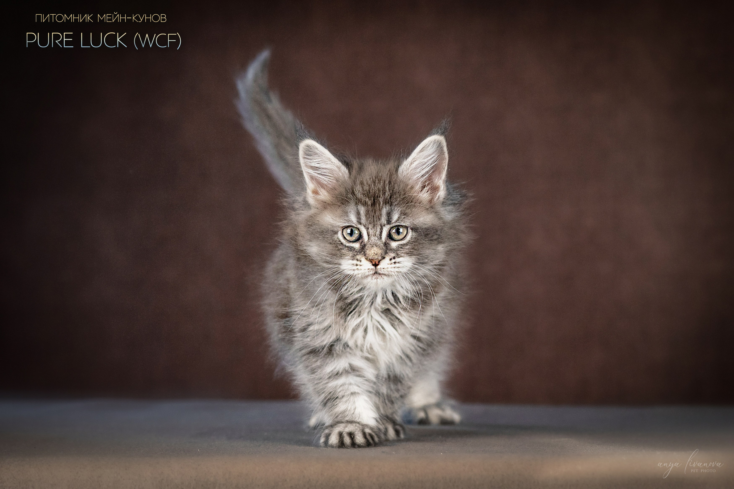 Мейнкуны. Фотограф анималист Аня Ливанова | Рыбинск