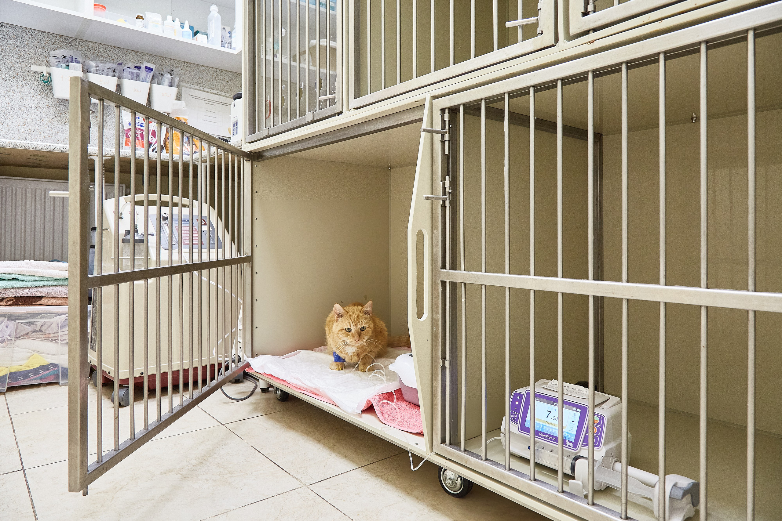 Ветеринарная клиника Косточка на Дальневосточном пр. Фотограф Анастасия Леонтьева Санкт-Петербург