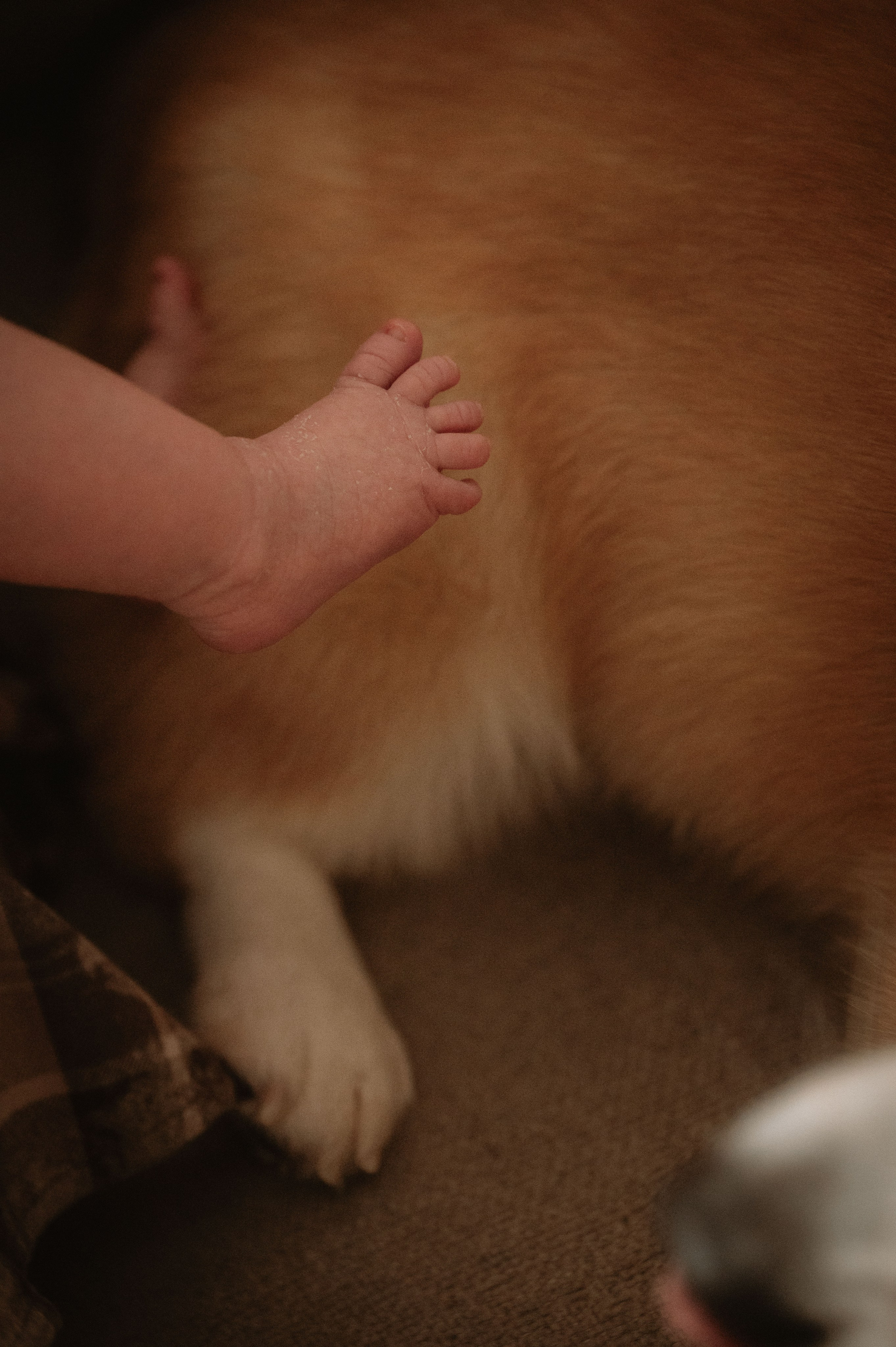 Лизавета, Никита и Мирослава. Фотограф беременности и семьи, домашние съемки, Ньюборн