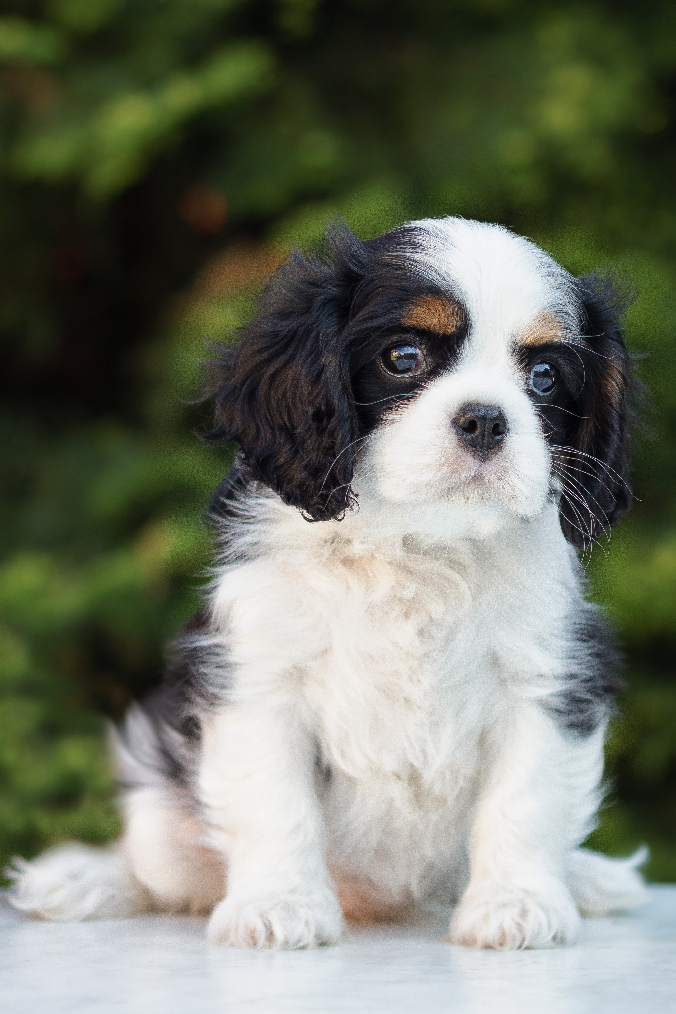 КАВАЛЕР КИНГ ЧАРЛЬЗ СПАНИЕЛЬ. Юлия Микульская. Рыбинск