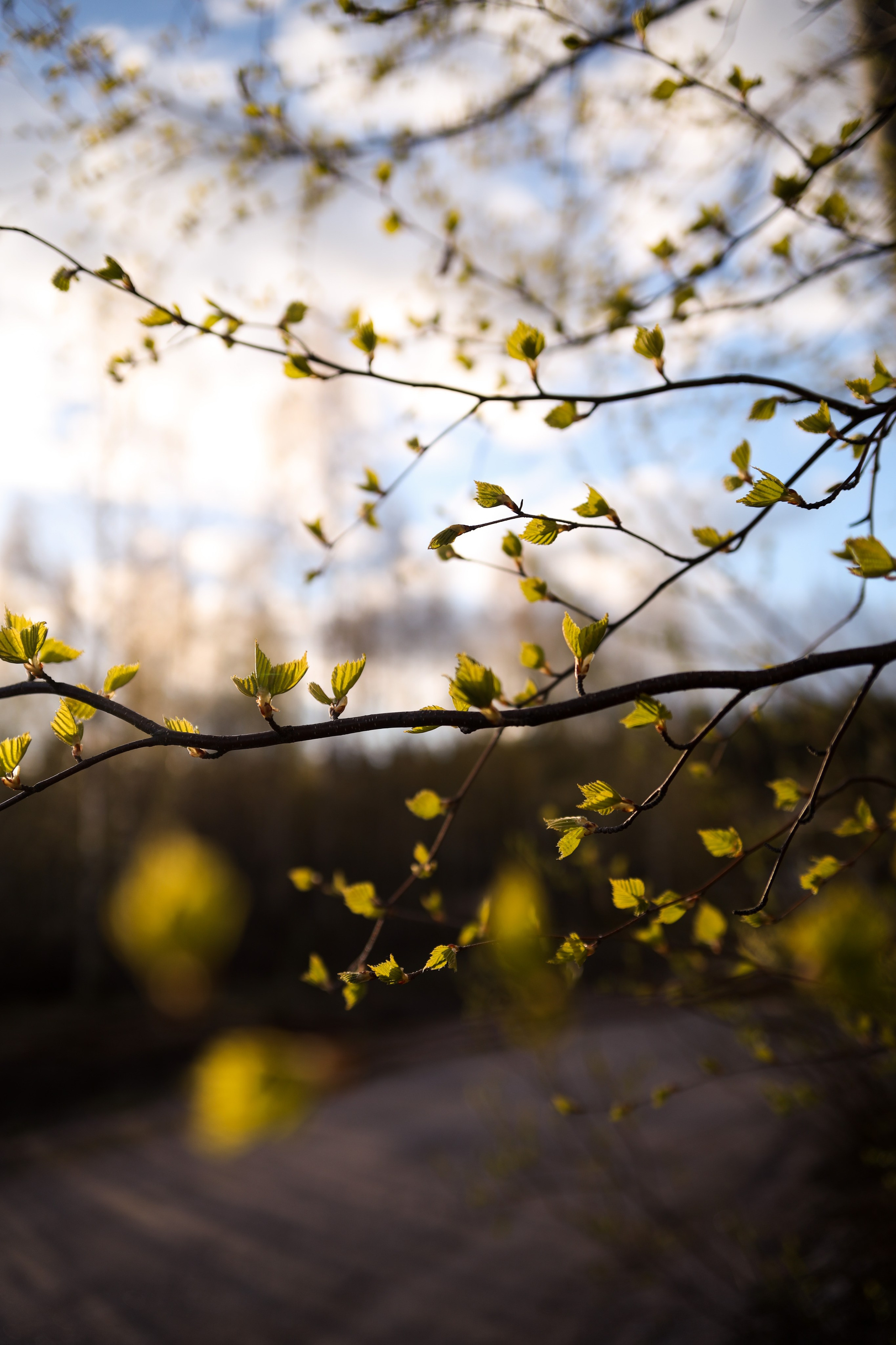 Весна. Катя Цвет