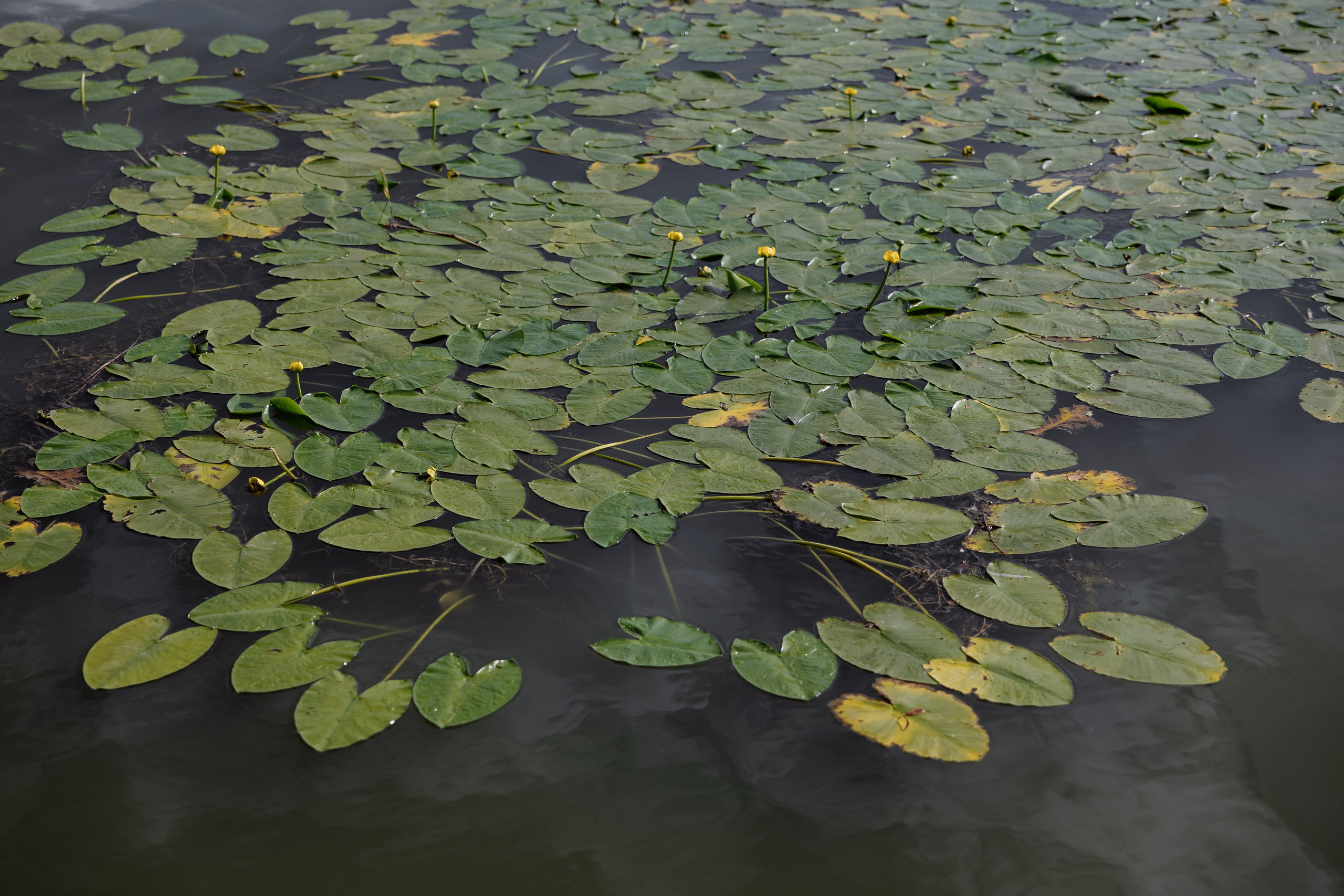 Эмилия & Тимур. RETOUCH-HOUSE