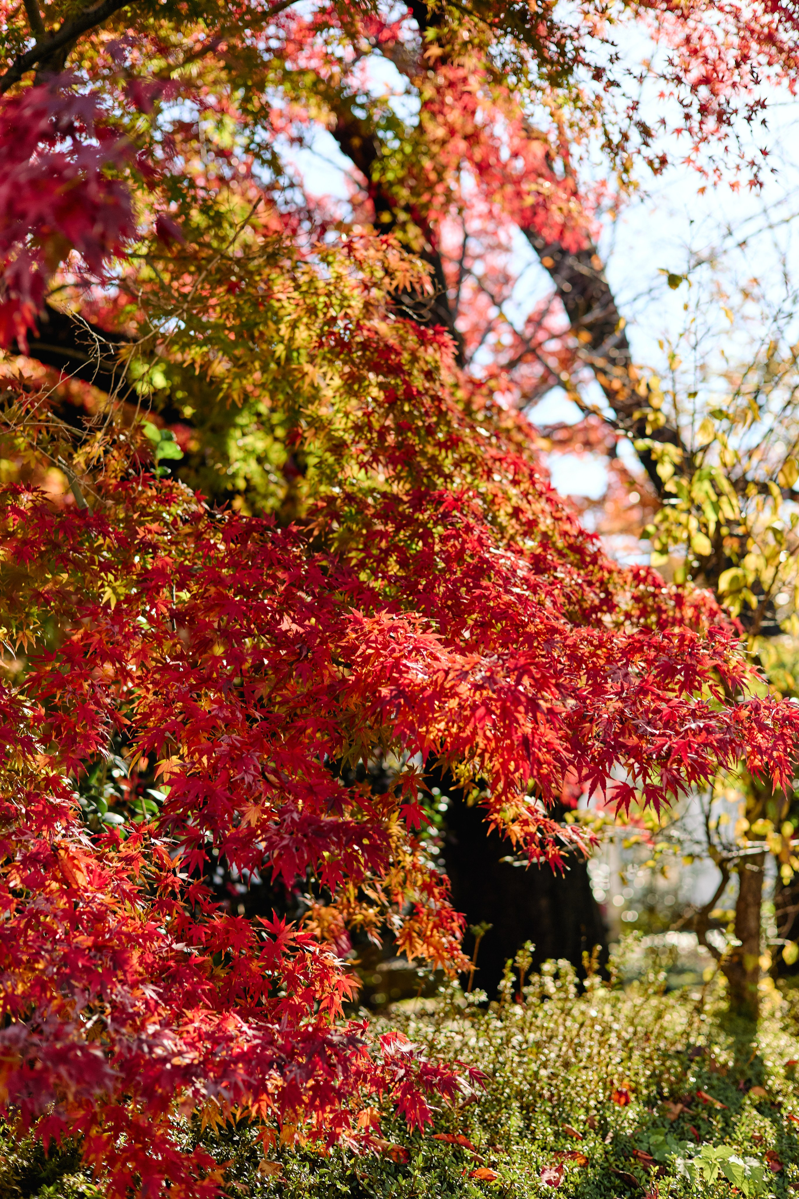 Япония. Профессиональный Фотограф во Владимире, в Москве и в Суздале — Полина Романычева