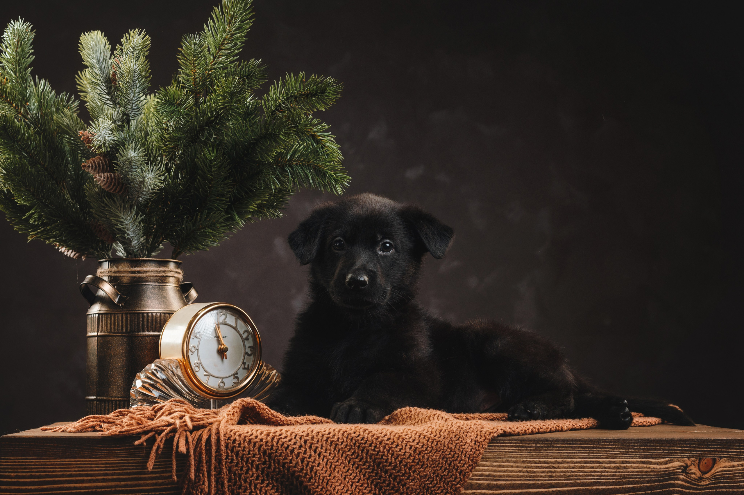 Немецкие овчарки. Фотограф анималист Осипчикова Мария