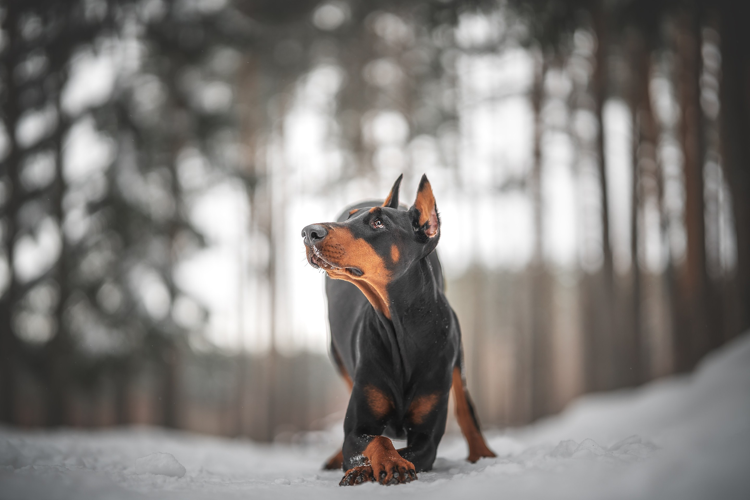 Челси. Фотограф анималист Осипчикова Мария