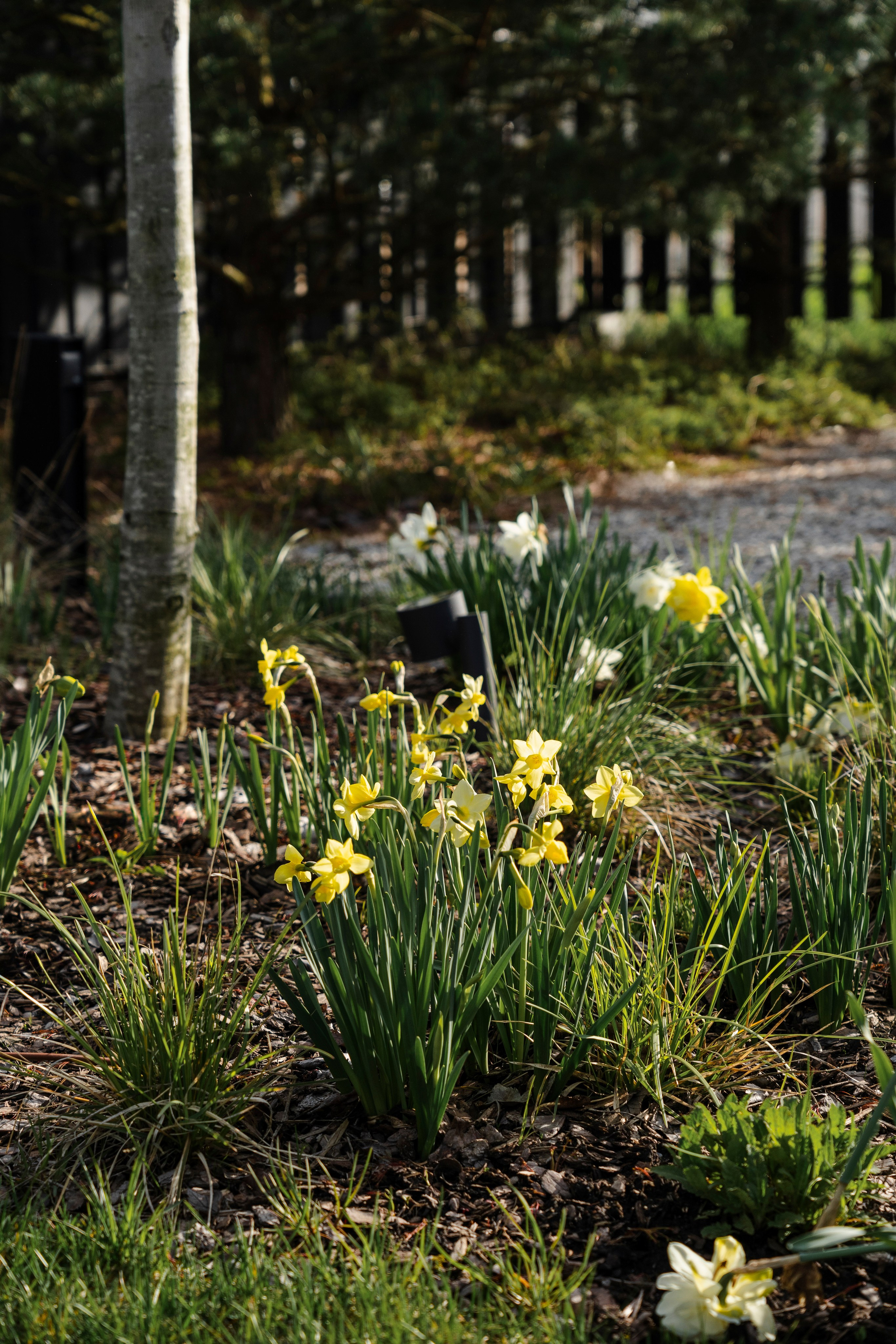 Blooming in the garden, Moscow region. Артамонов Александр | Архитектурный и ландшафтный фотограф