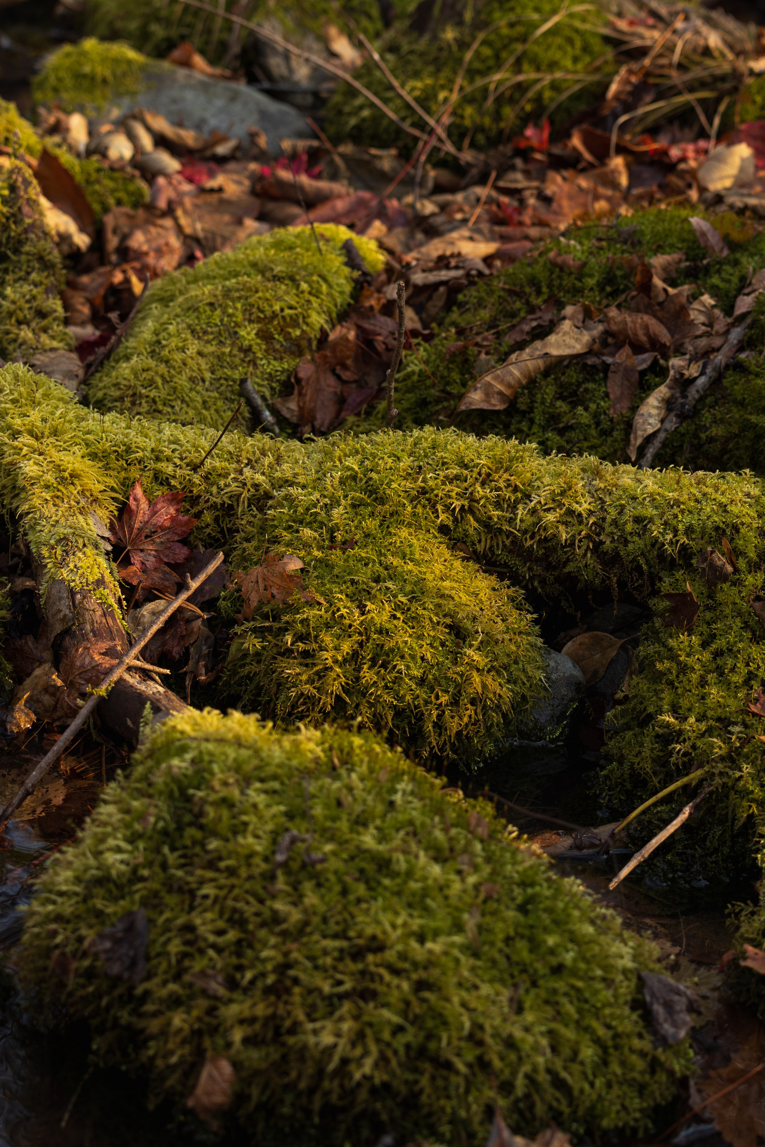 Маруськины слёзы. Константин Кириченко