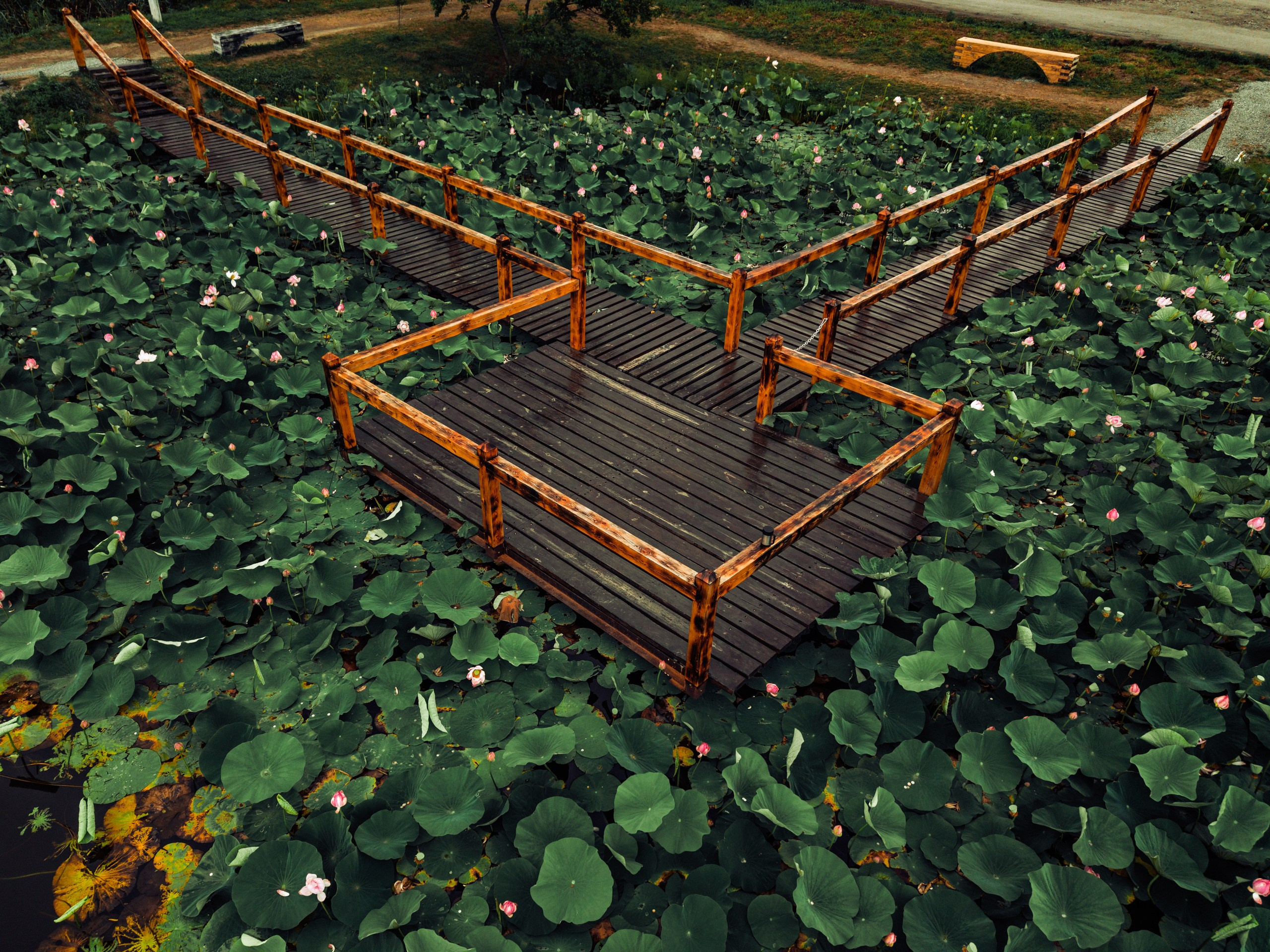 Проект Пруд лотосов. Ivan Zaitsev (IZIART) — 通过照片和视频创建文化代码