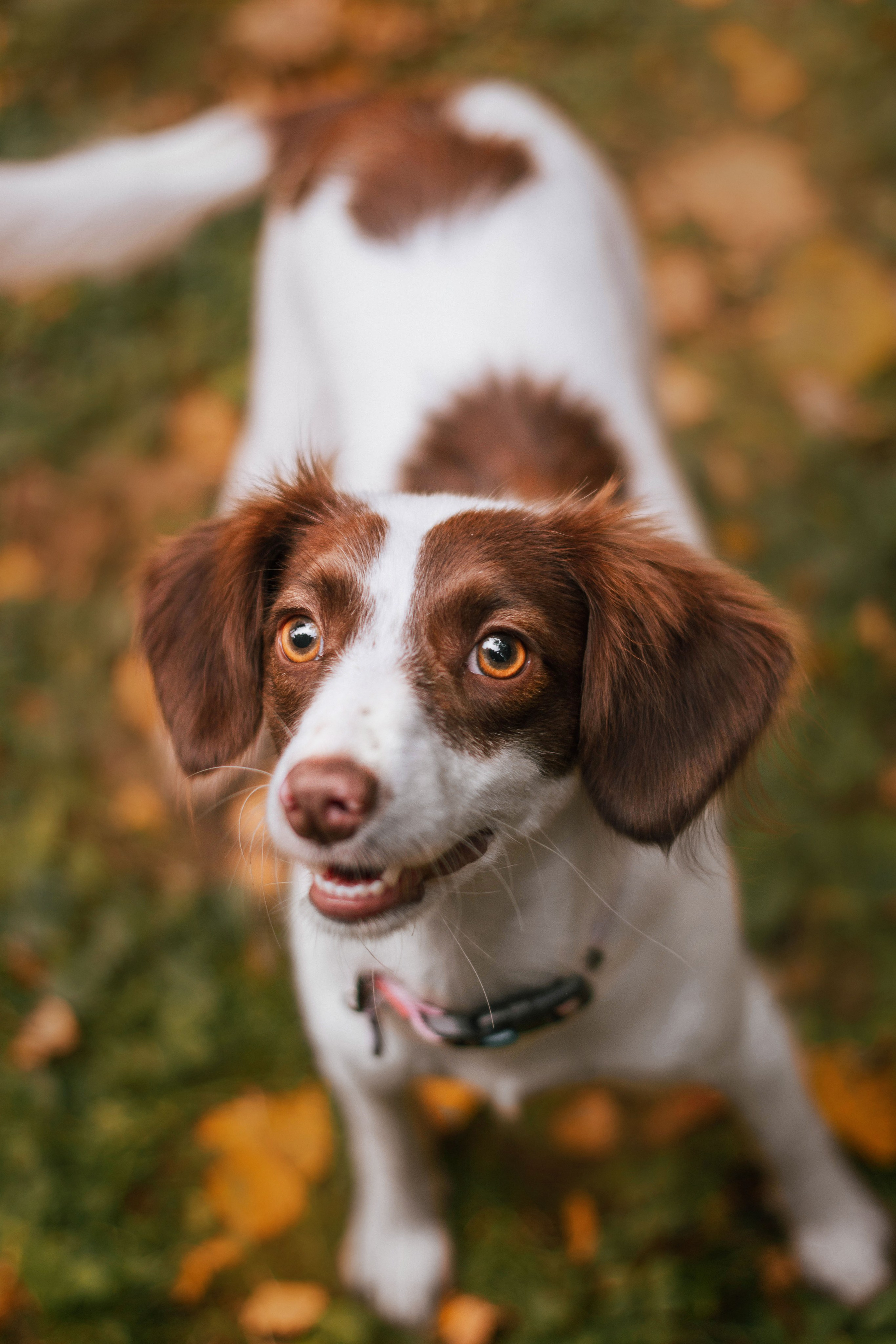 Осенняя фотосессия собаки в парке в Москве. Фотограф собак, анималист в Москве Кира Яковлева