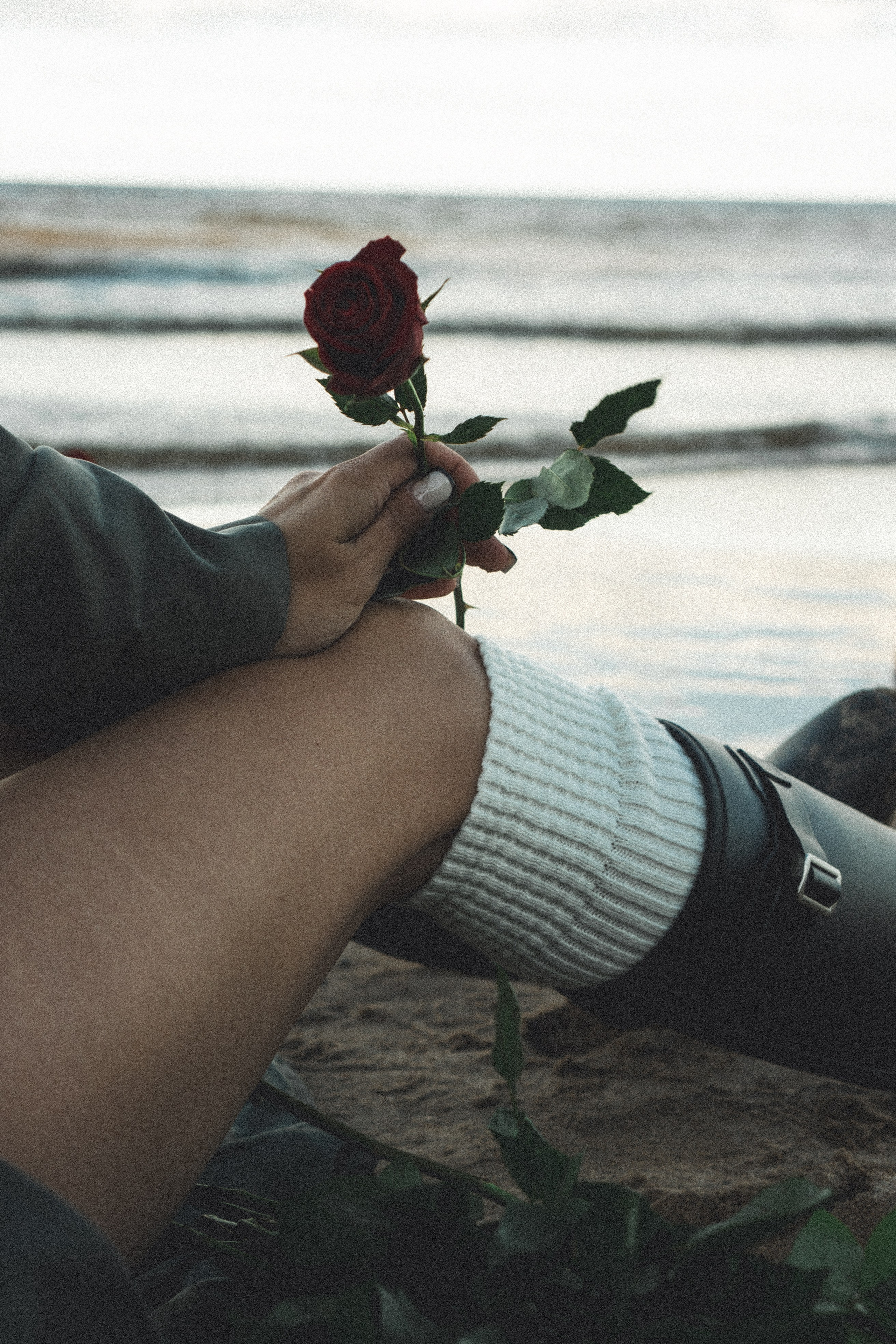 Розы. Профессиональный фотограф, Санкт-Петербург — Виктория Богомолова