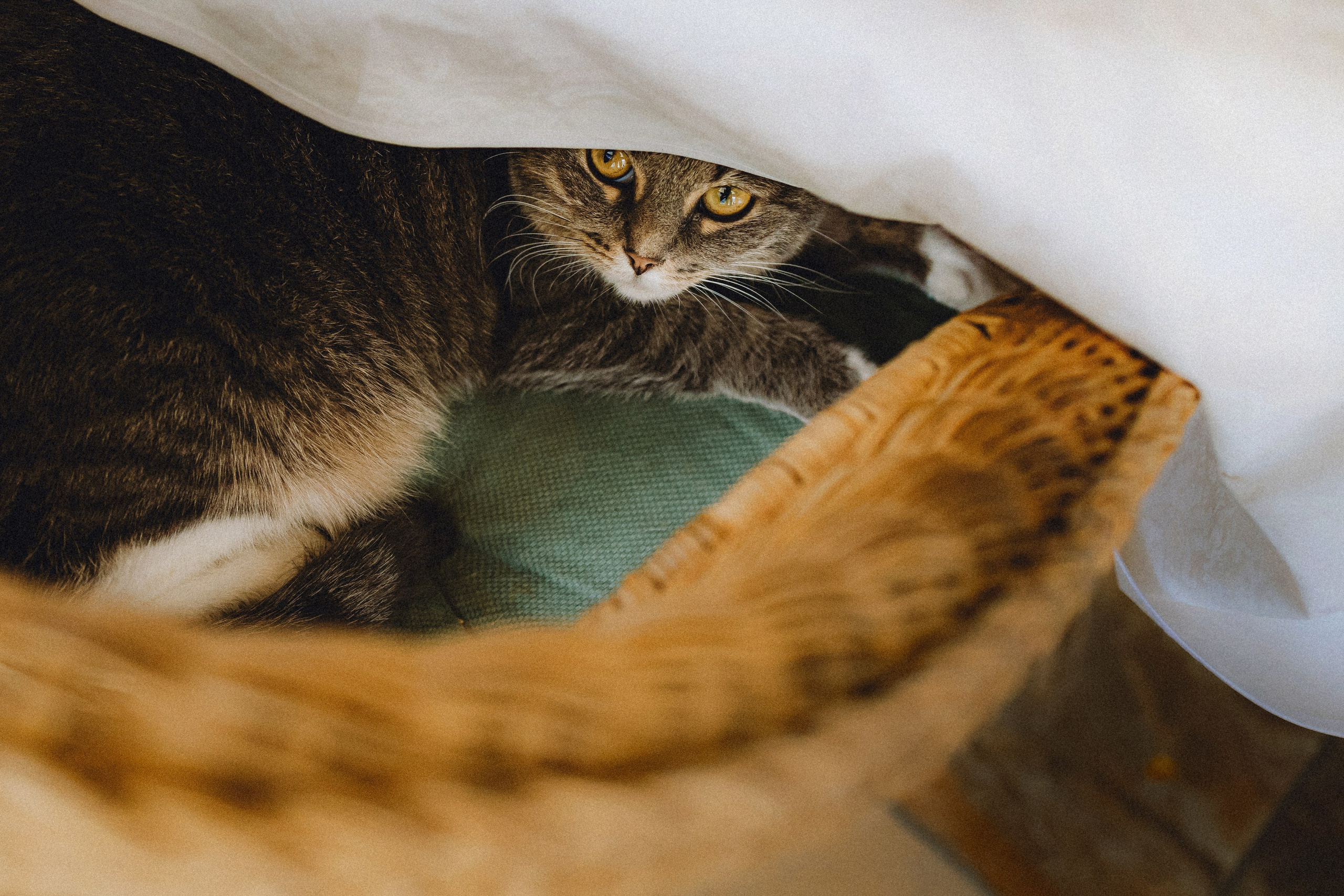 Леброн, Муся и их семья