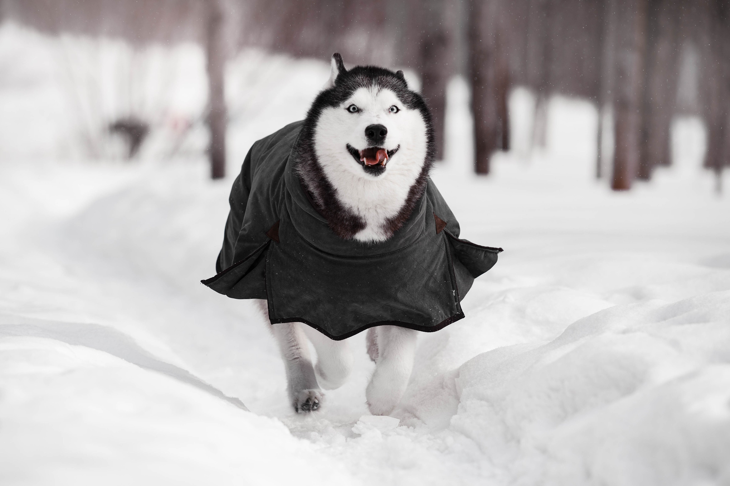 Шанель. Фотограф-анималист