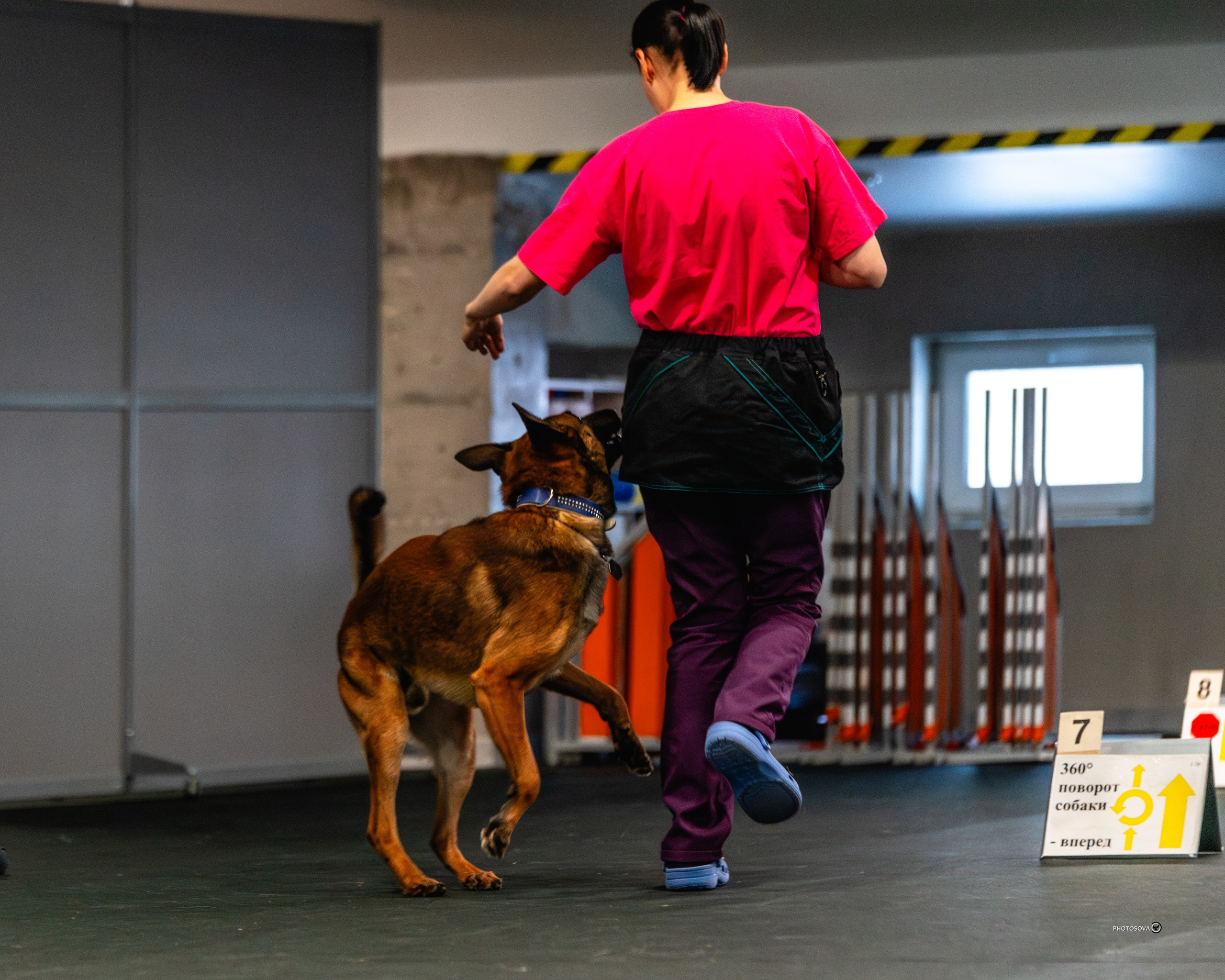 ТЫ И Я (соревнования по ралли-обидиенс). Фотограф-анималист, семейный фотограф в Москве и Подмосковье. Фотосъёмка кинологических дисциплин