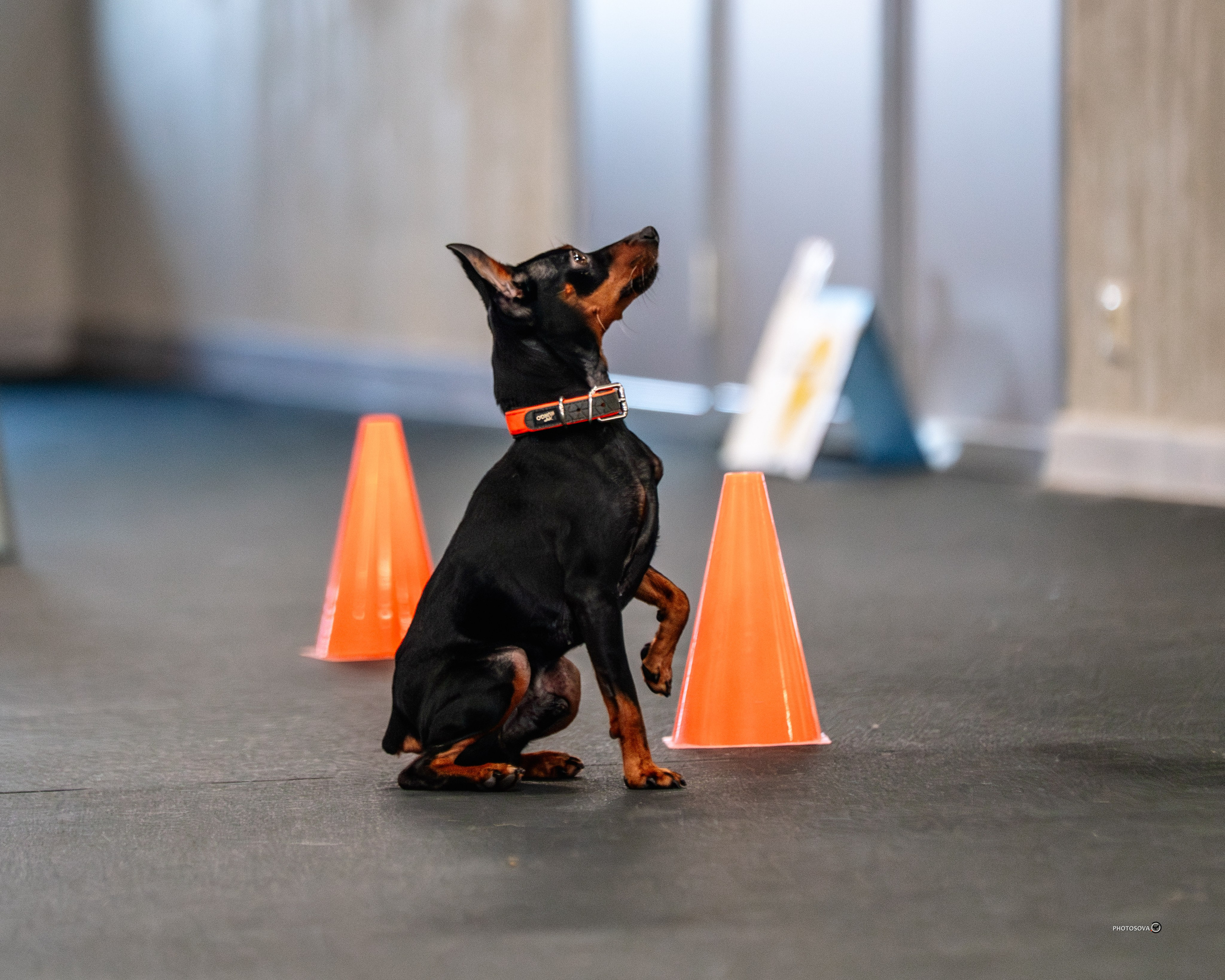 ТЫ И Я (соревнования по ралли-обидиенс). Фотограф-анималист, семейный фотограф в Москве и Подмосковье. Фотосъёмка кинологических дисциплин