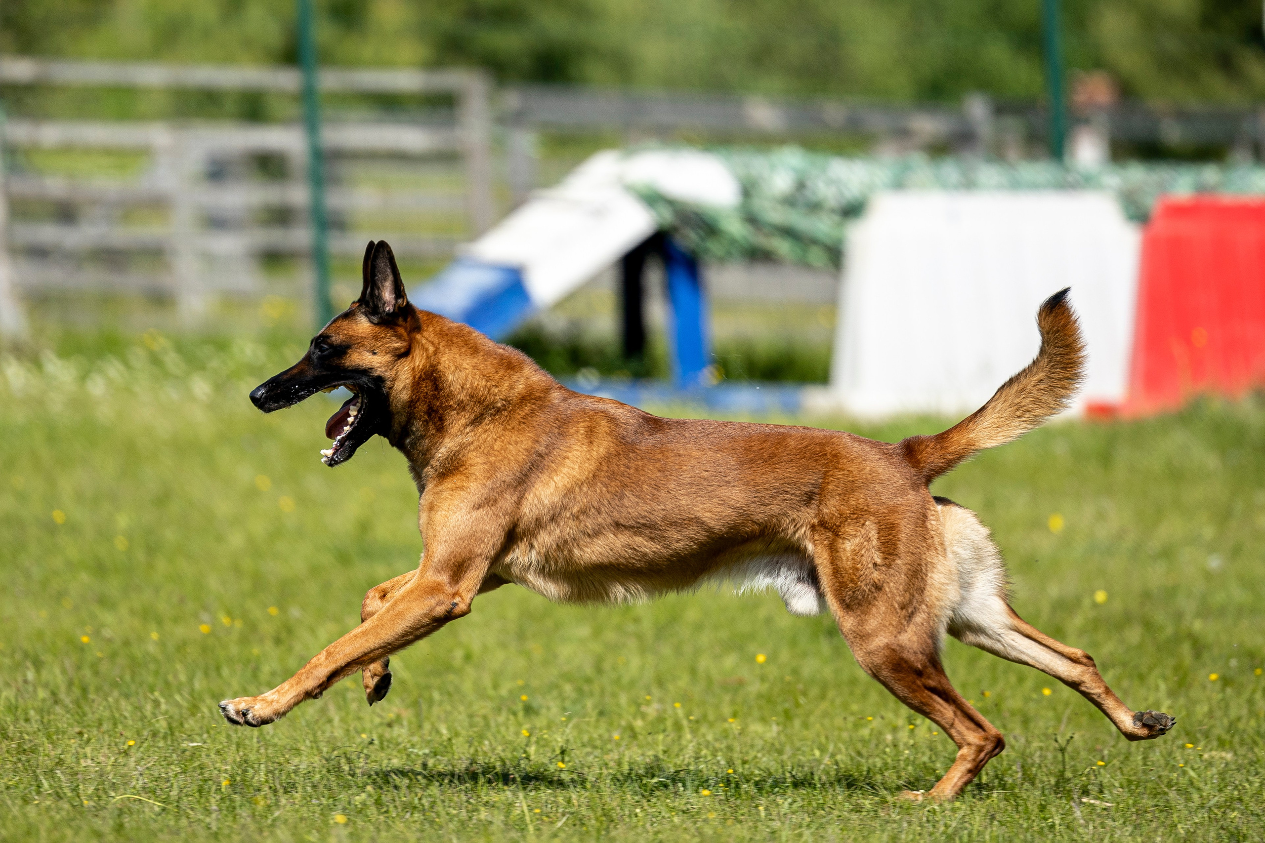 Испытания по мондьорингу в Нижнем Новгороде. Фотограф-анималист Анна Маринич