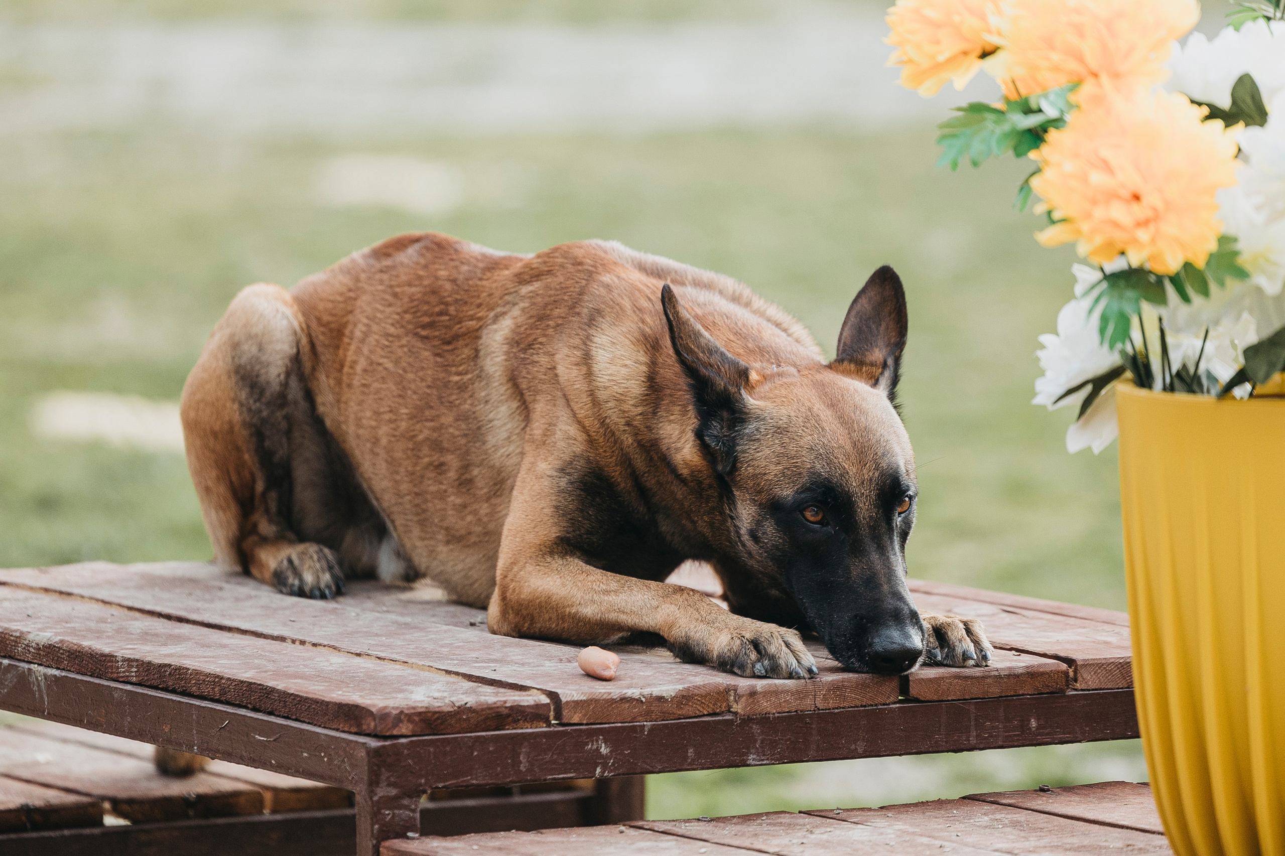 Геленджик Мондьоринг. Фотограф-анималист Анна Маринич
