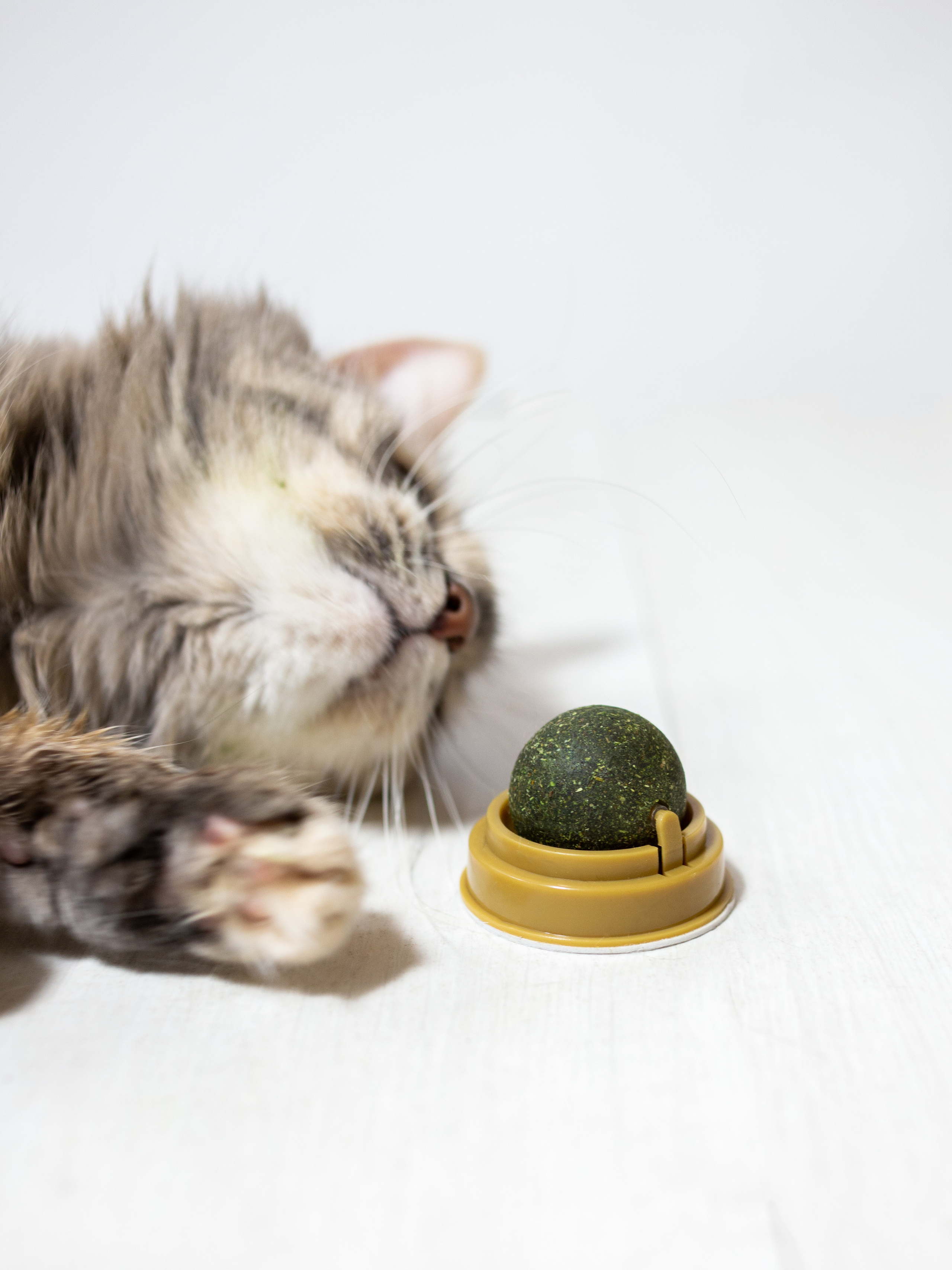 серая кошка   валяется возле  шарика кошачьей мяты 