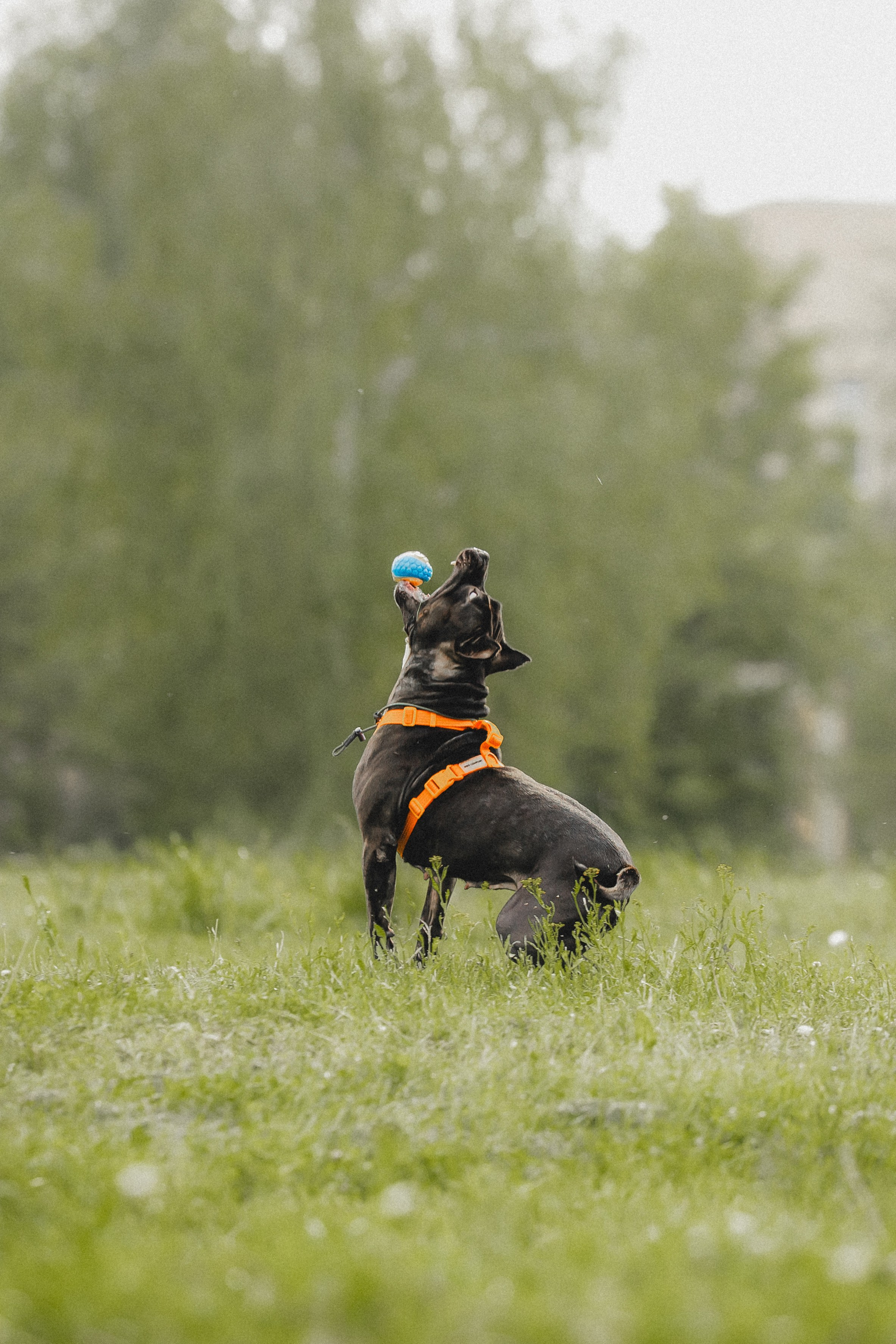 Паша, Хайди и Тея