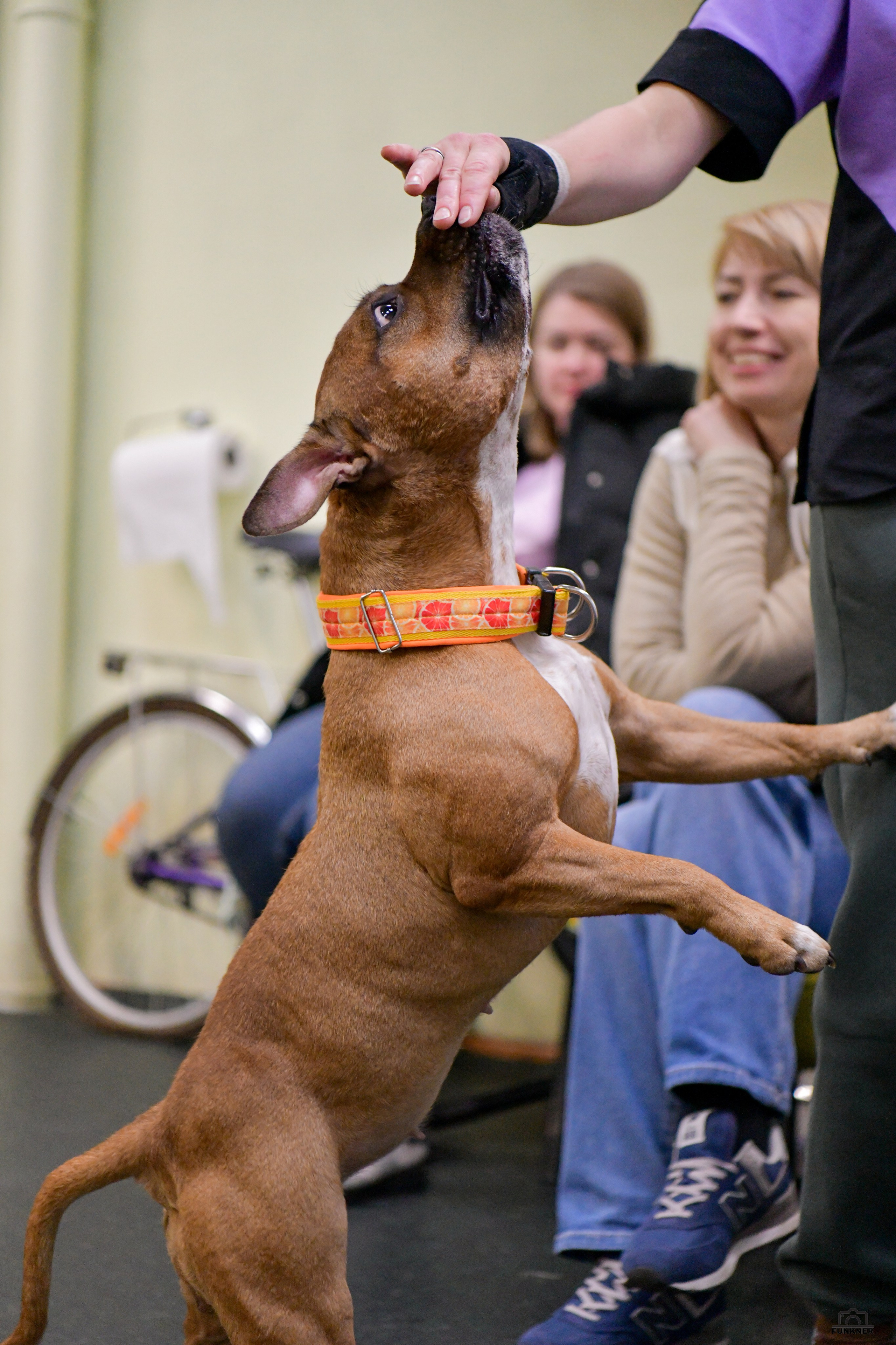 Кинологический клуб «Бодрый хвост». Свой взгляд через объектив