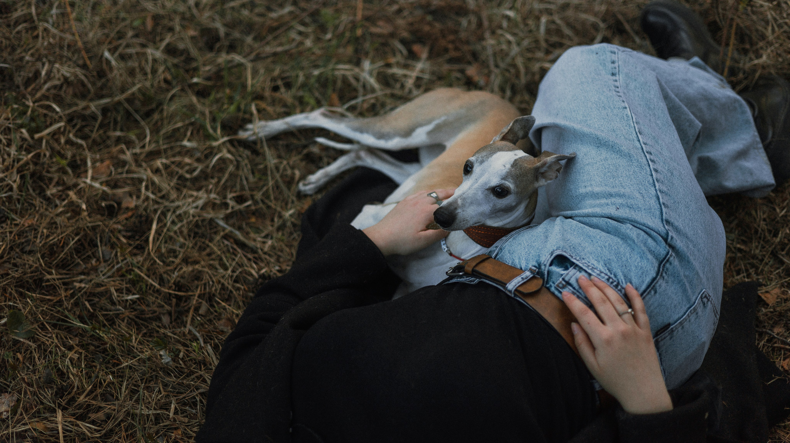 Вика, Джем и Белла. Фотограф-анималист Богданова Полина