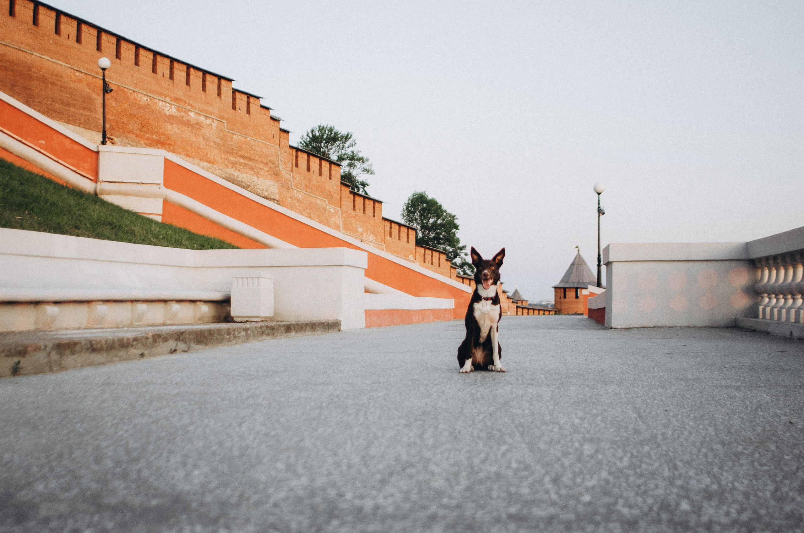 Вика и Эсса. Фотограф-анималист Богданова Полина