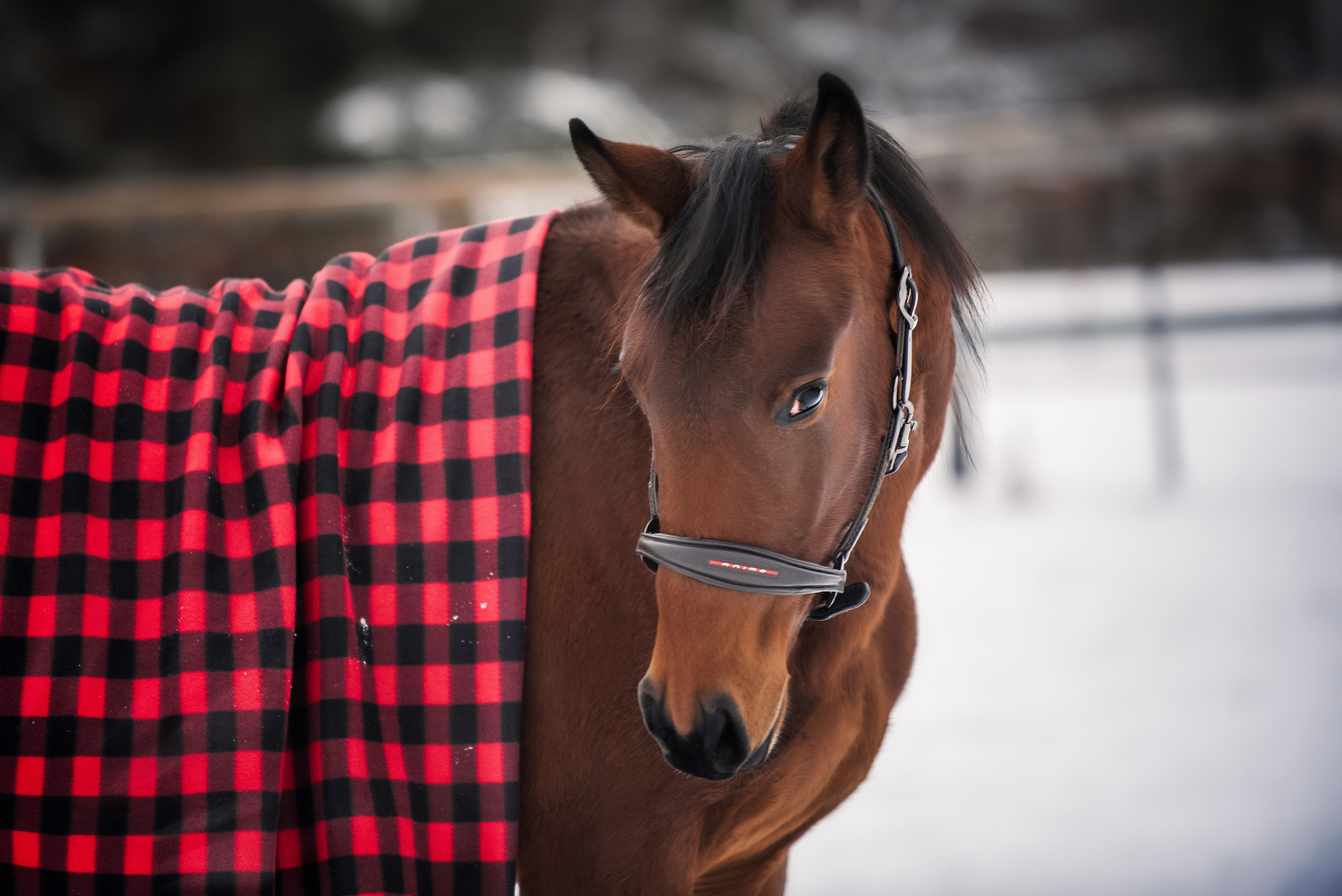 Дестини. Куракина Дарья • Конный фотограф