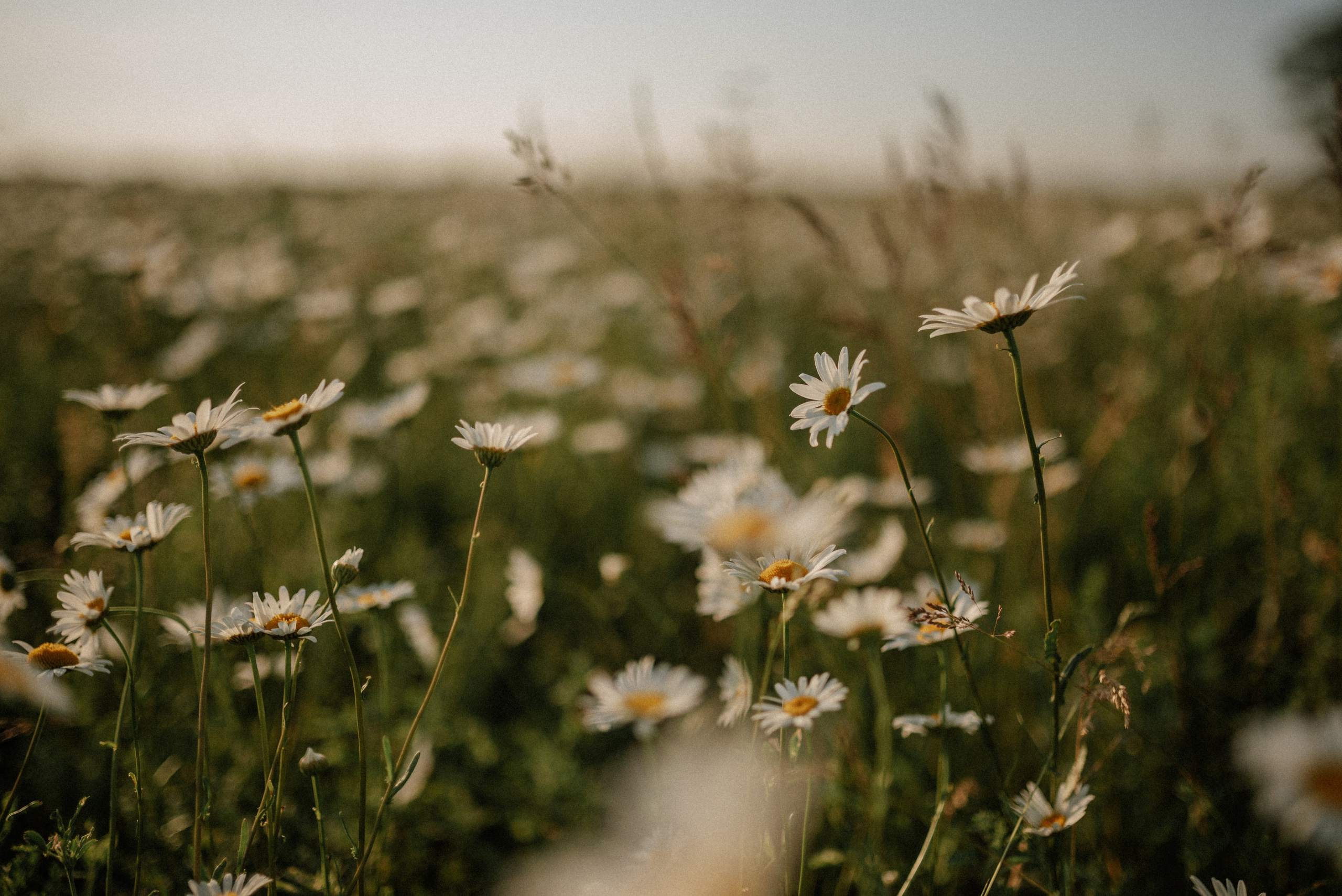 Ида, Мира и ромашки. Свадебный и семейный фотограф Кожевникова Лариса