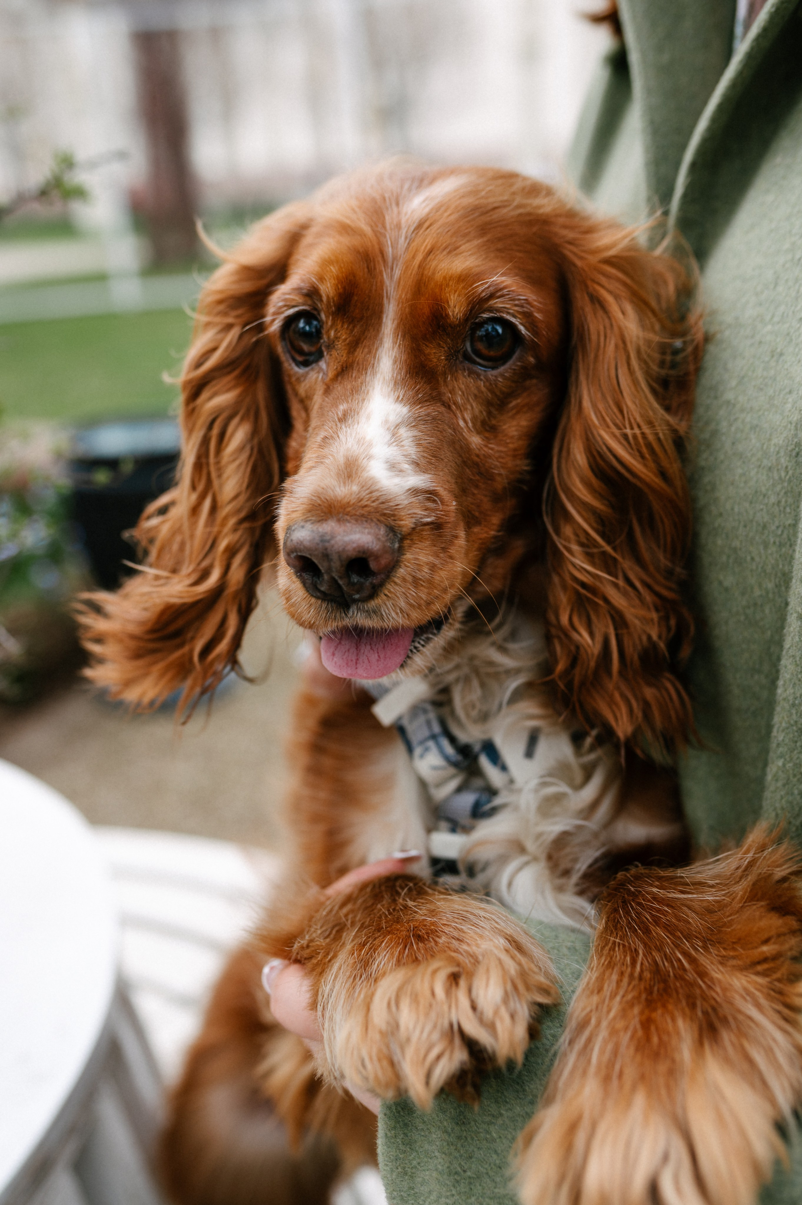 Рыжая команда. Фотограф анималист в Москве Ольга Агушева