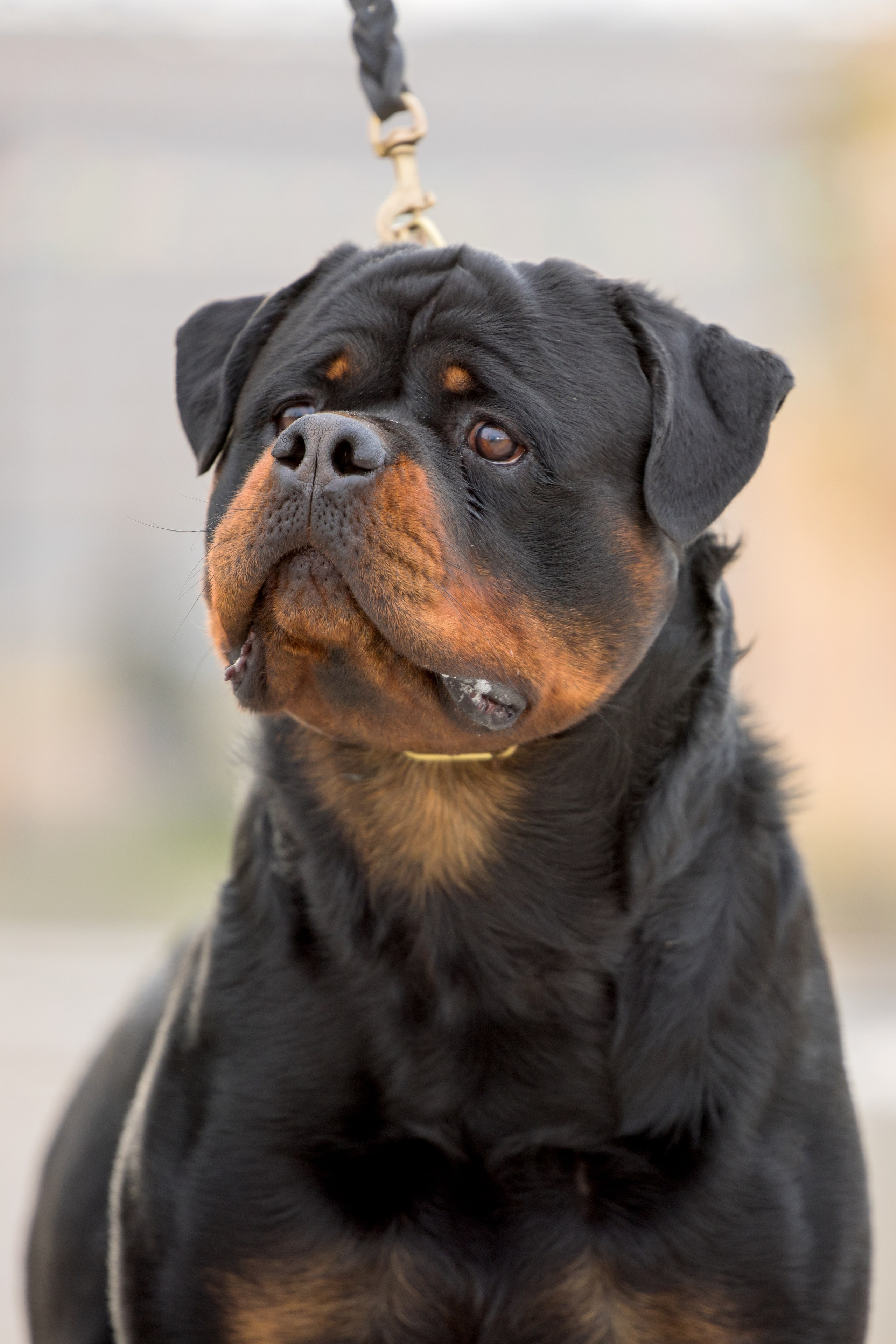 Нижний Новгород 21-22.10.2023. Фотограф-анималист Юлия Германика