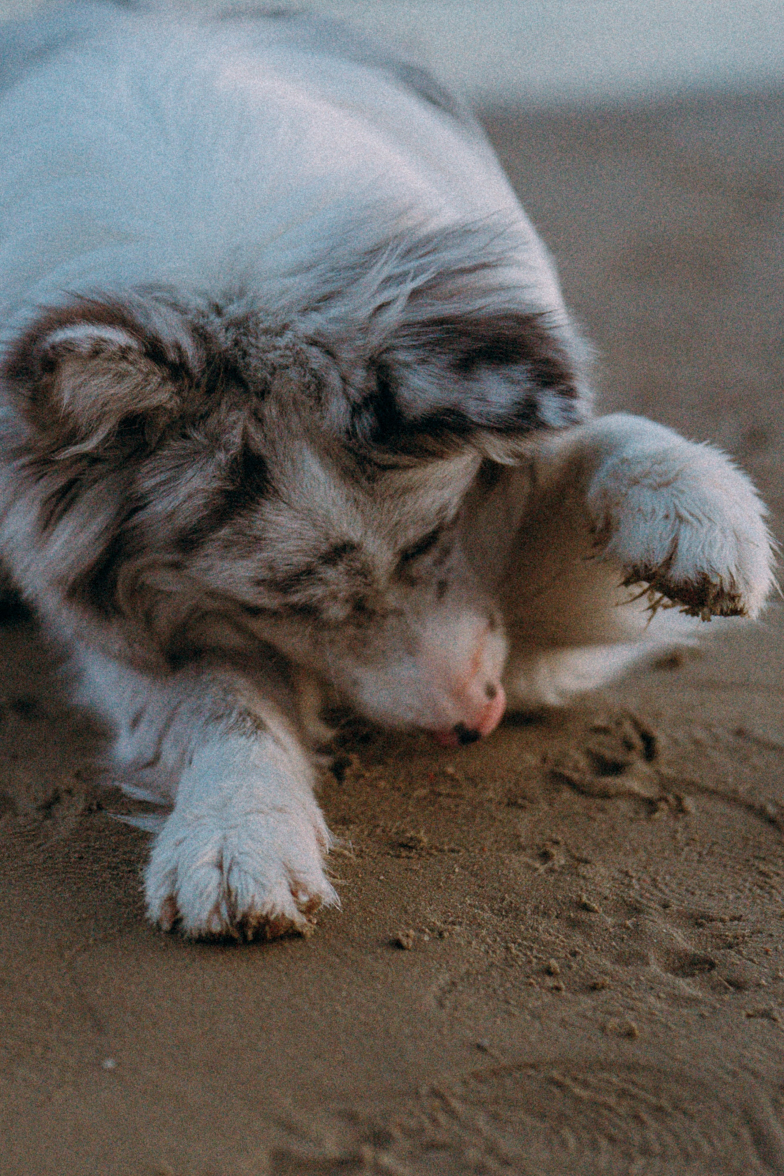 Света, Катрин и Умка. Фотограф анималист в Москве и Санкт-Петербурге Свиридова Анна