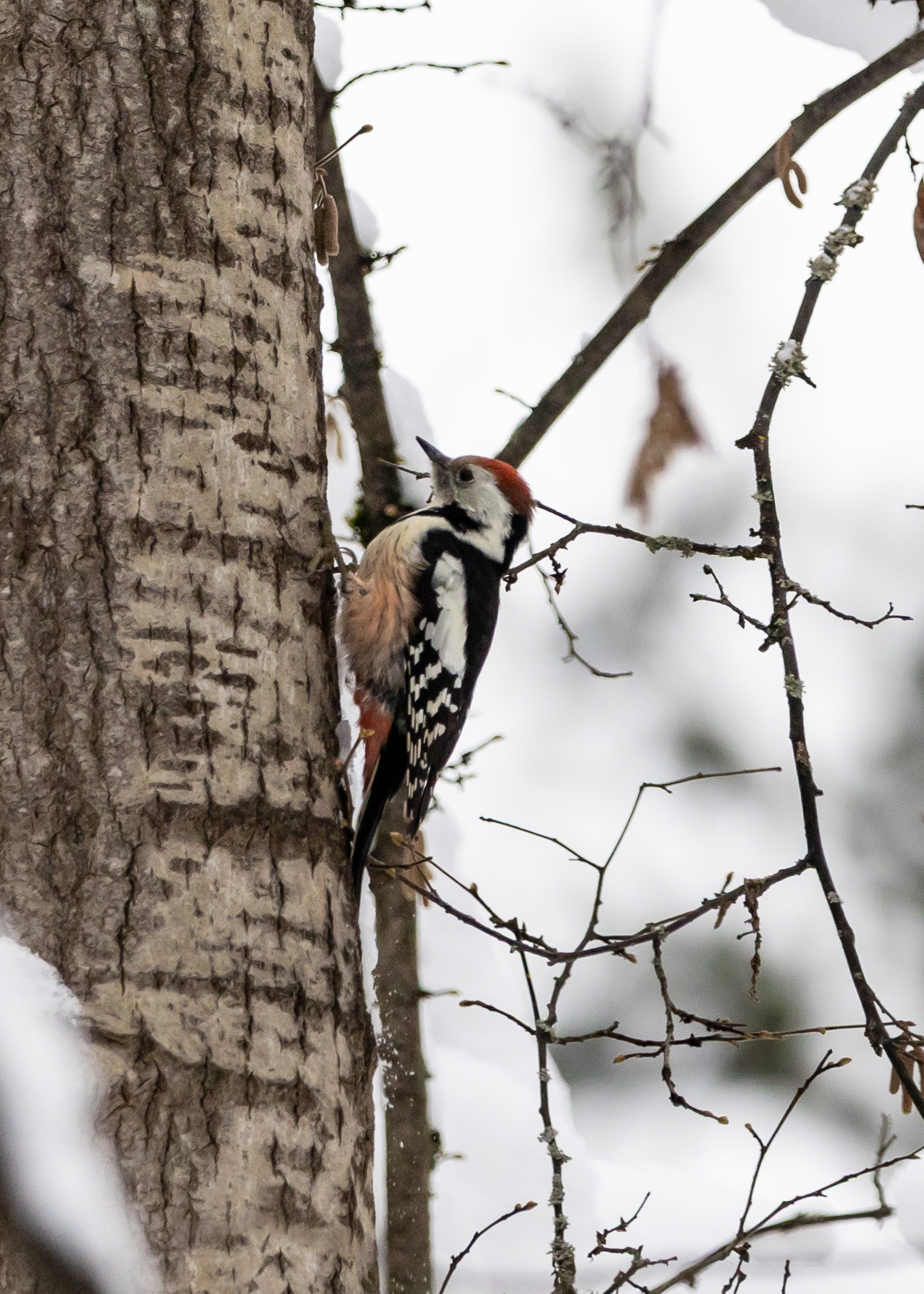 Природа. Фотограф Владимир Охрименко